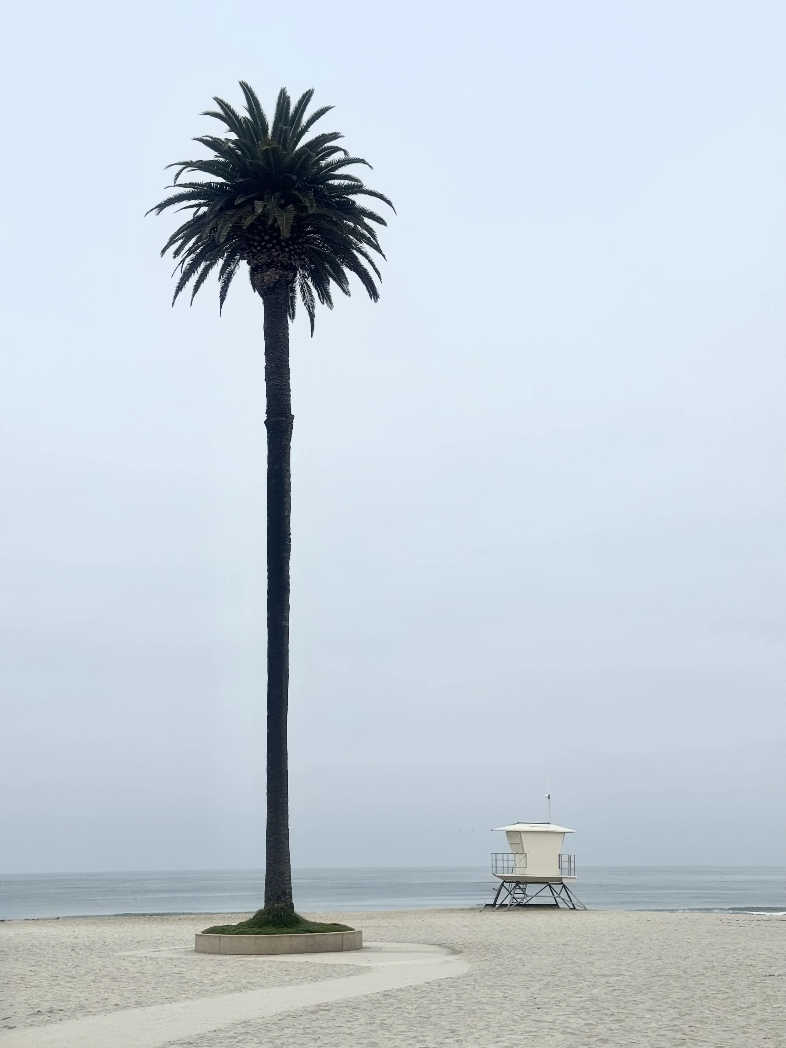 Tallest Palm