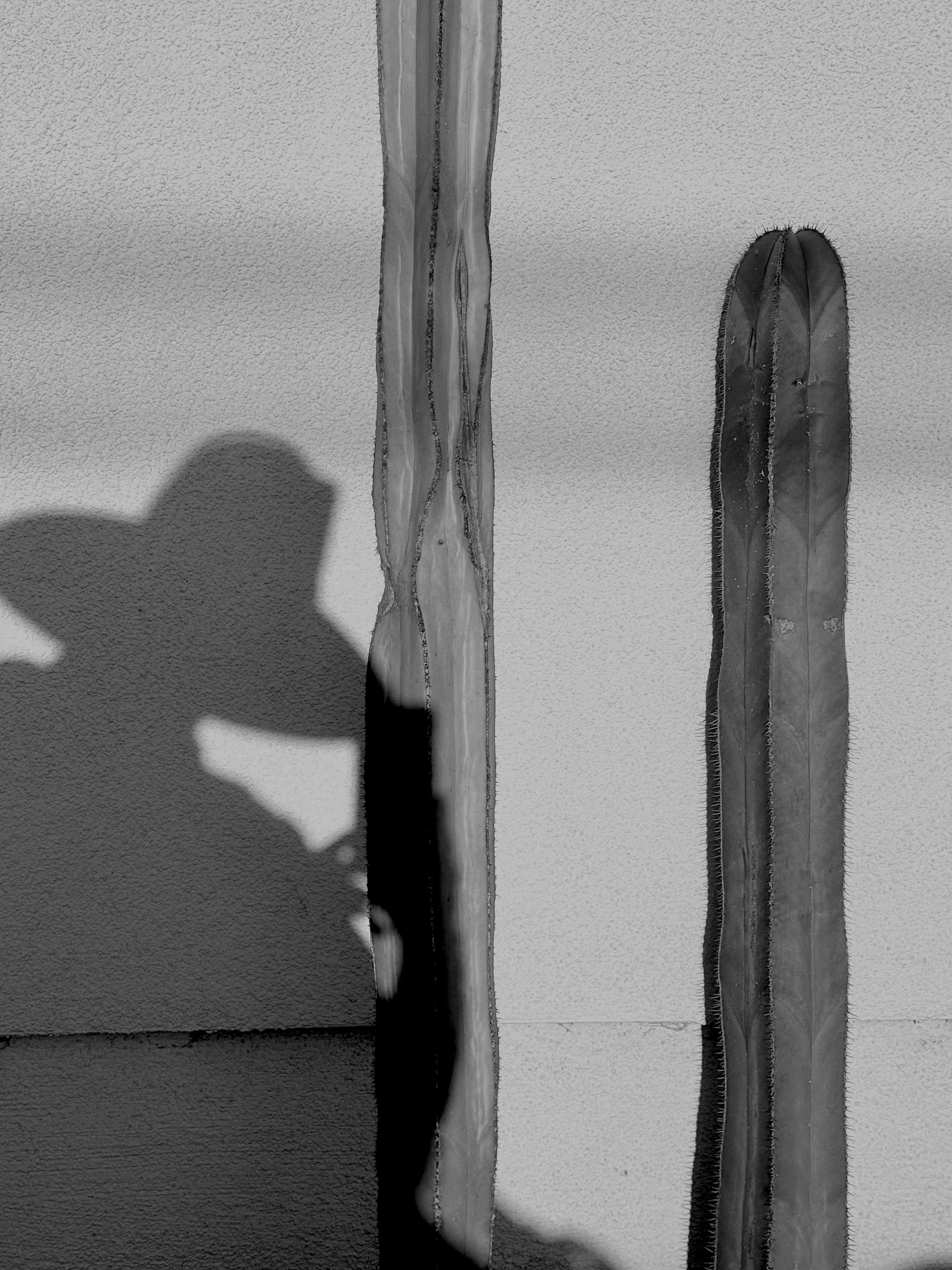 Shadow & Cactus B&W