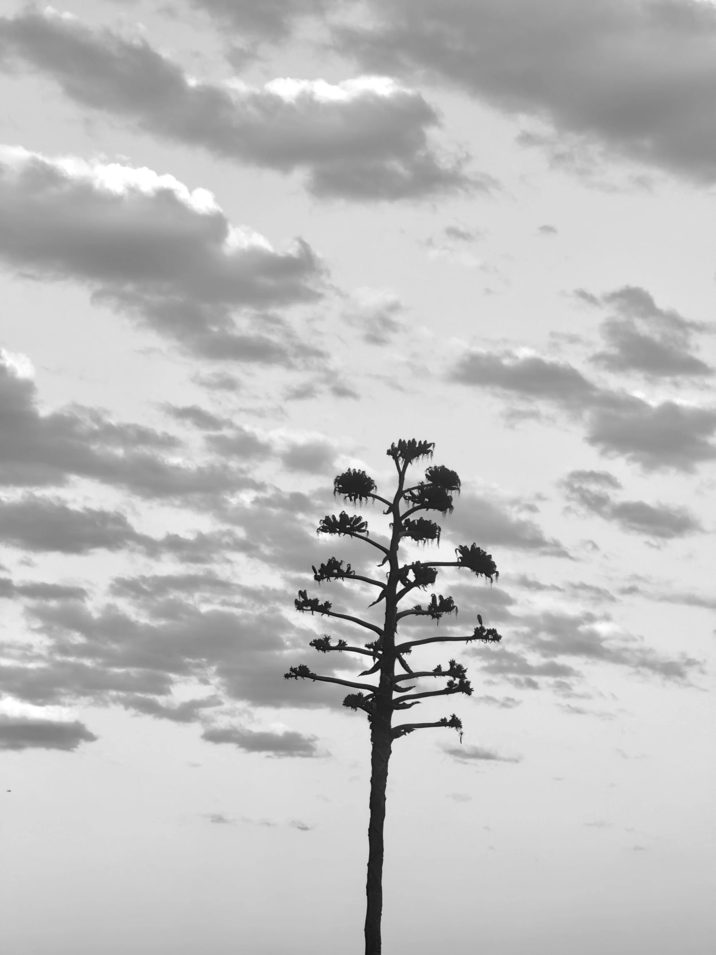 Clouds & Tree Branch B&W