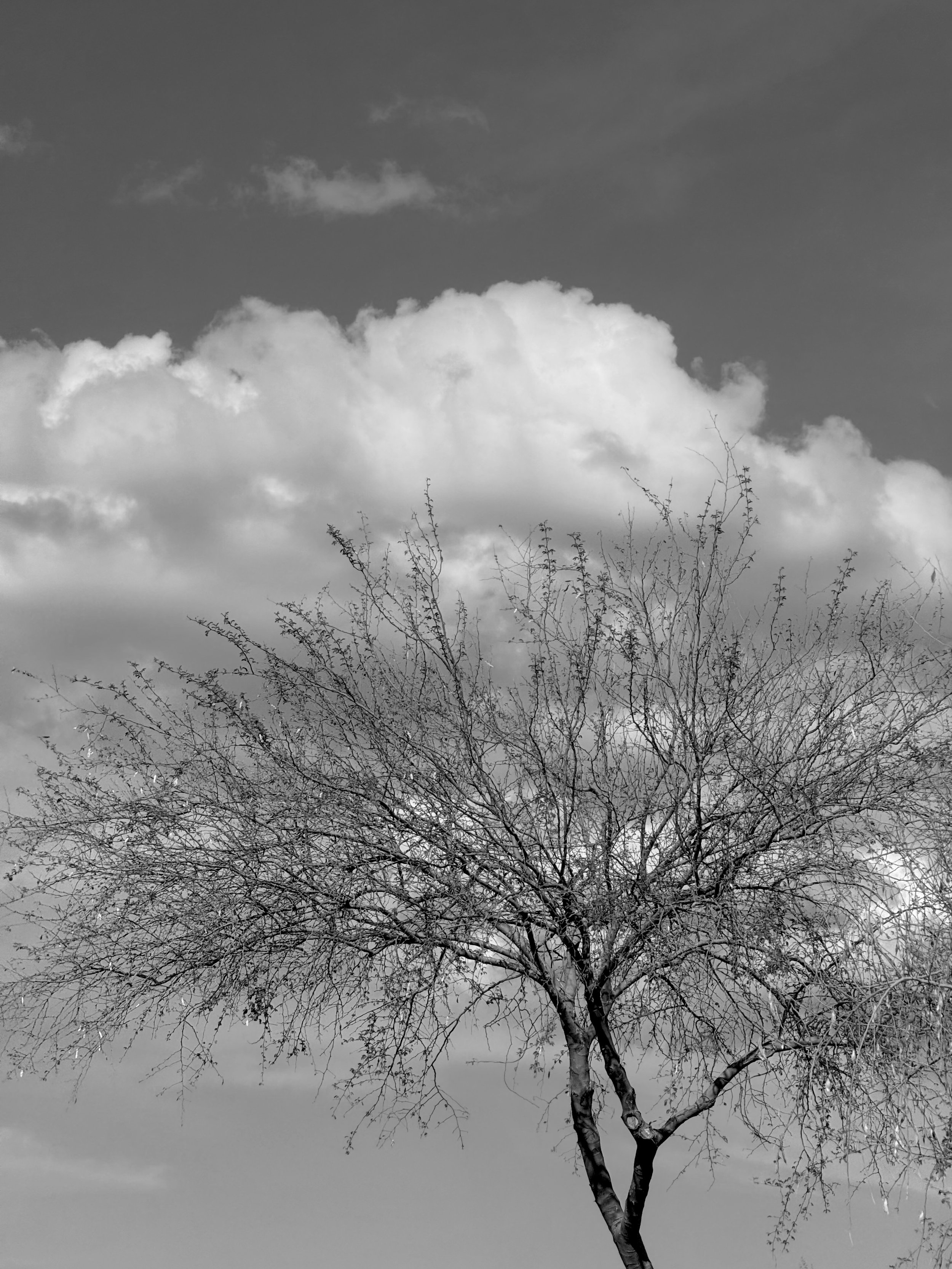 Tree Branches & White Clouds B&W