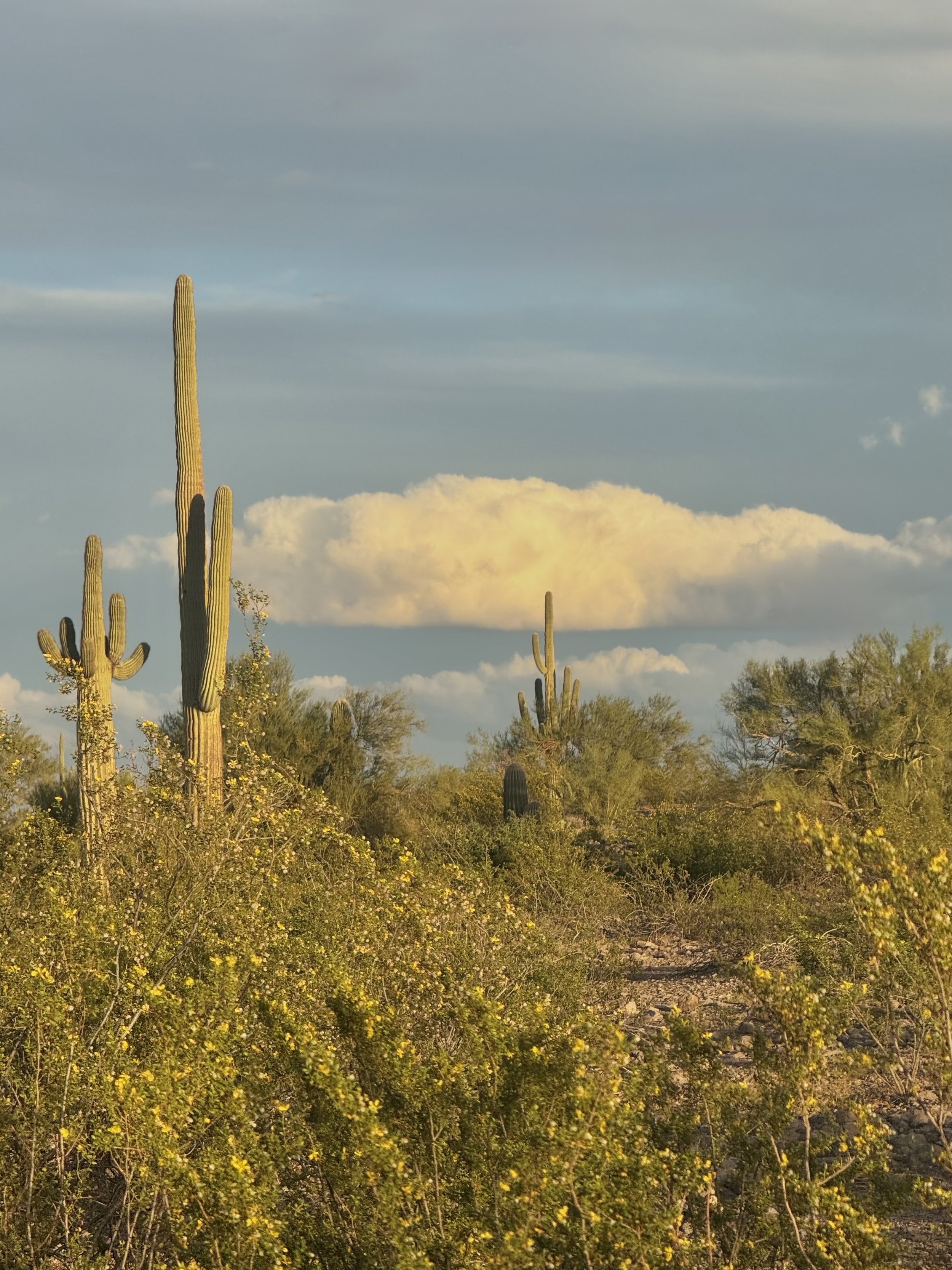 Golden Hour Desert & Cloud