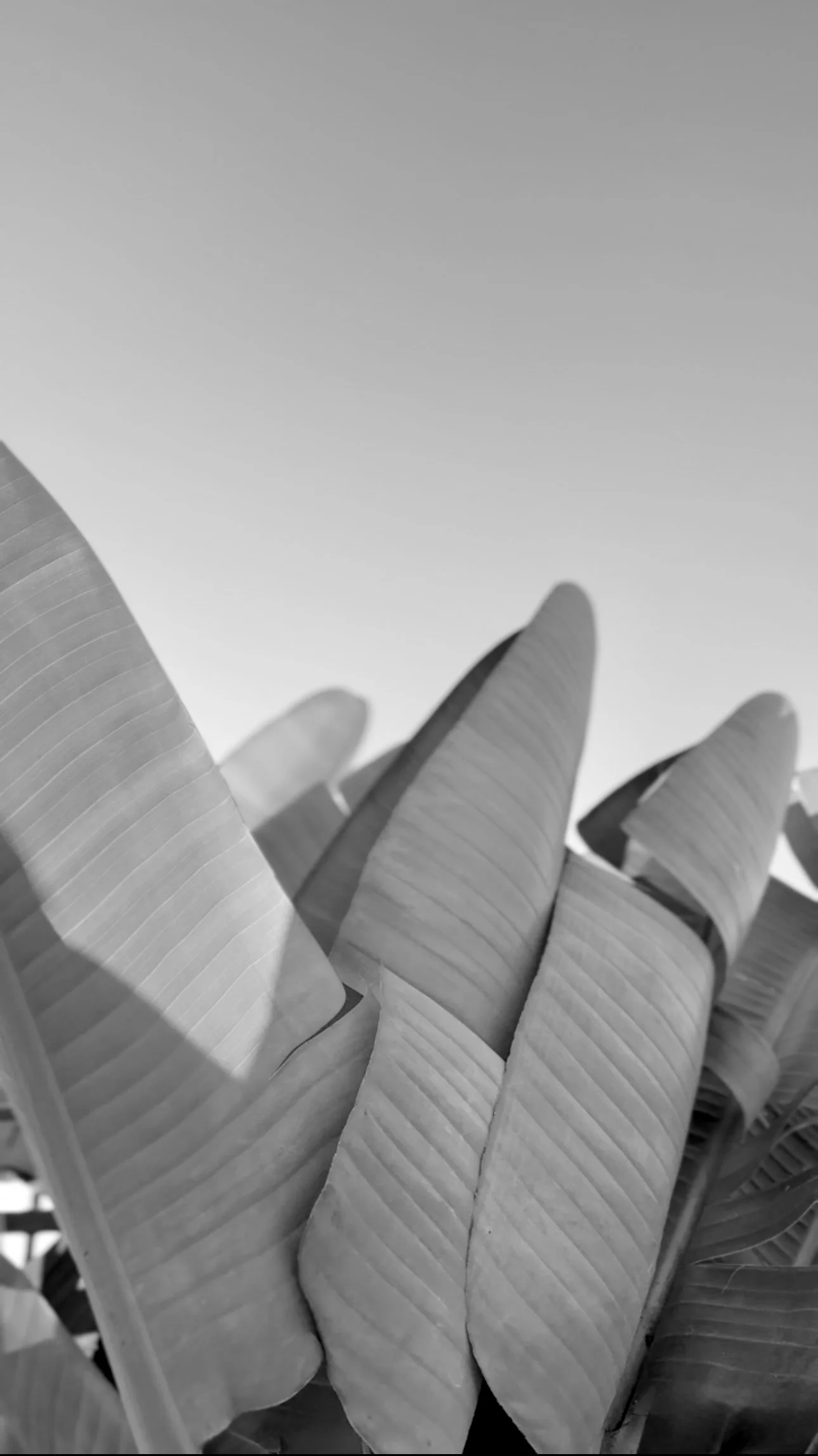 Big Leaf B&W