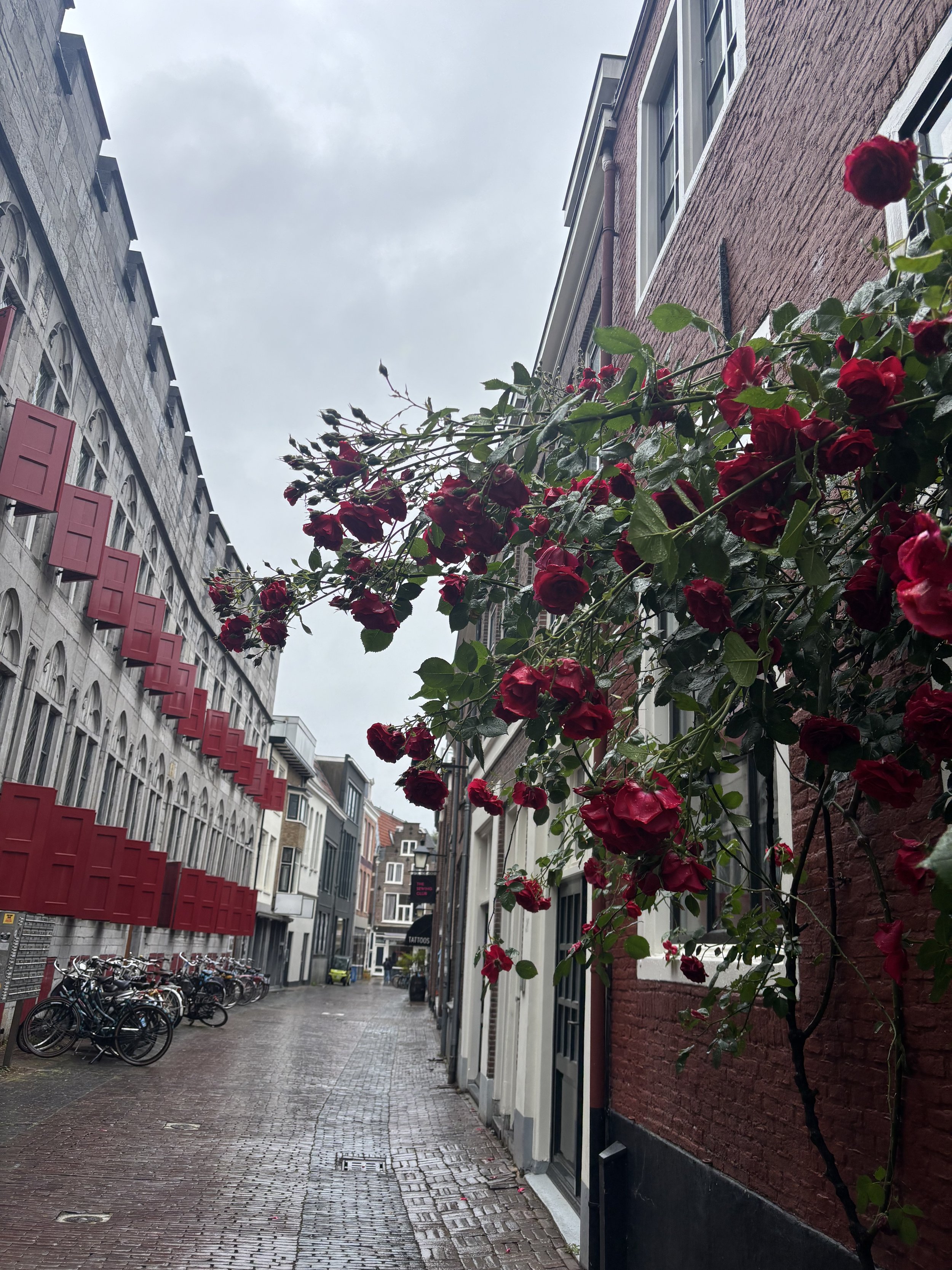 Roses in Utrecht