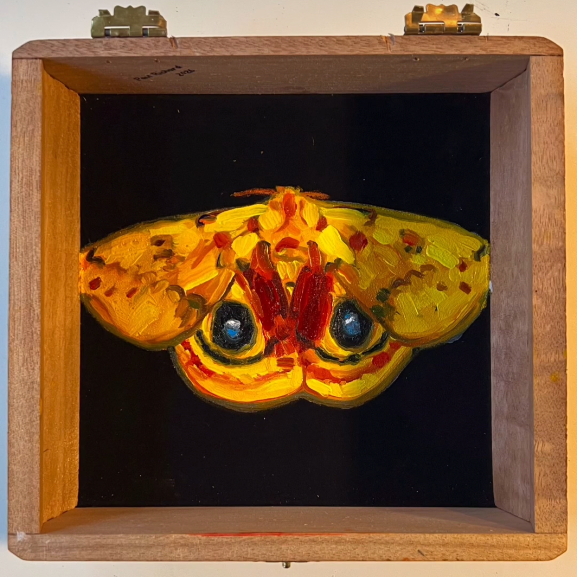 Unsung Hero (Moth) 2026, Oil on velvet on cigar box