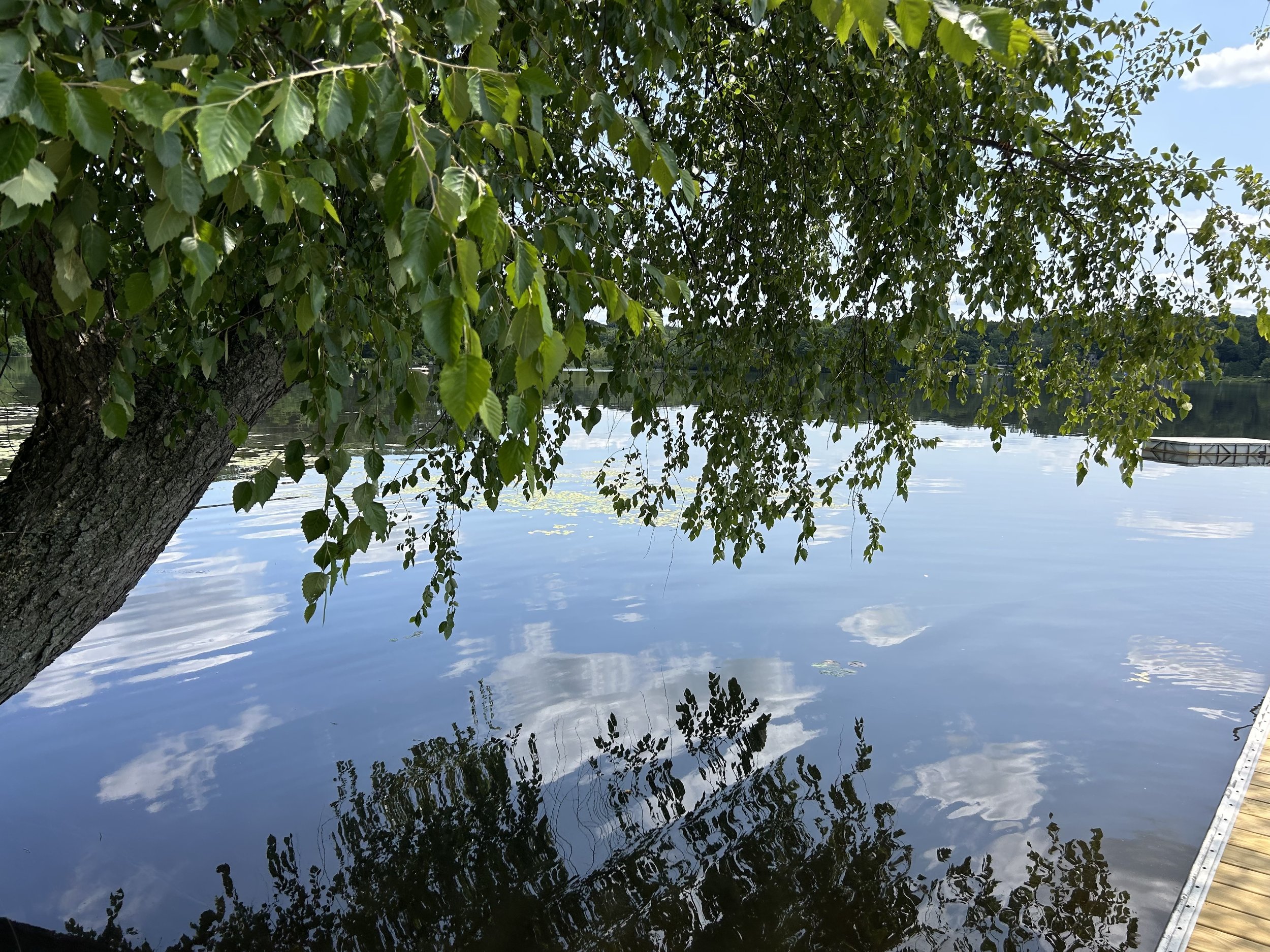 Owassa_Tree.jpg
