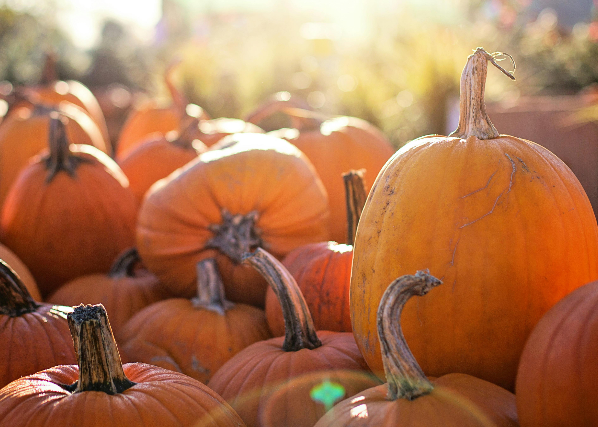 GVF Fall Harvest Festival and BBQ