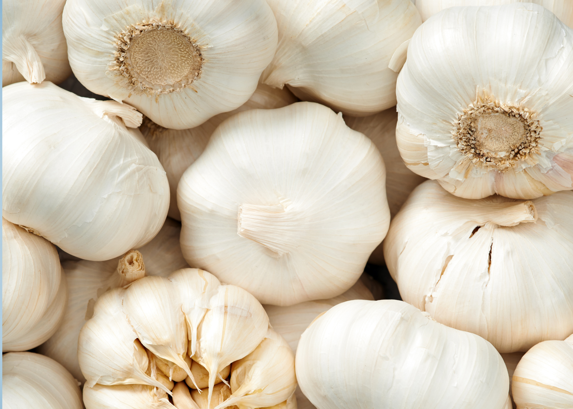 Garlic Festival