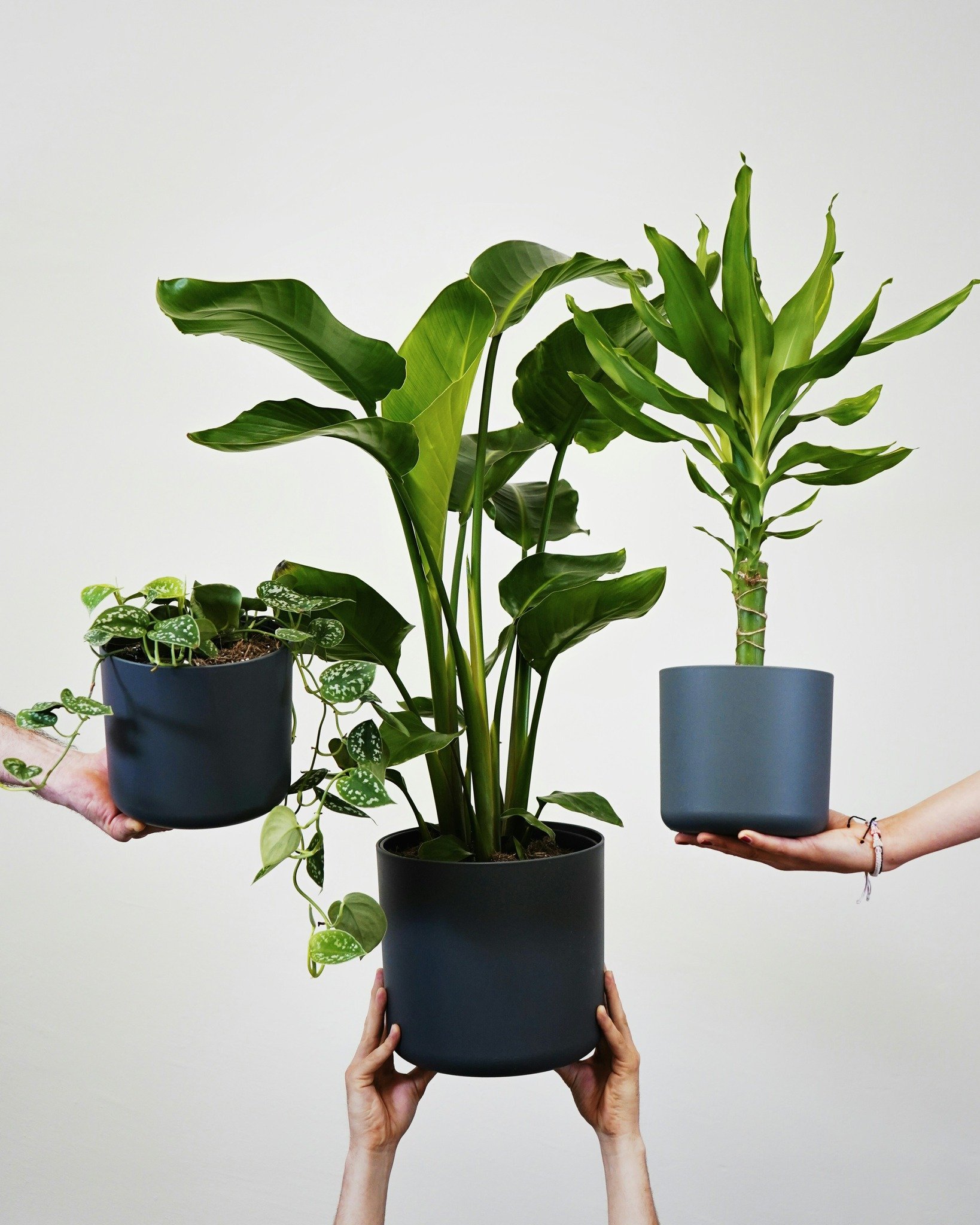 Community Plant Swap