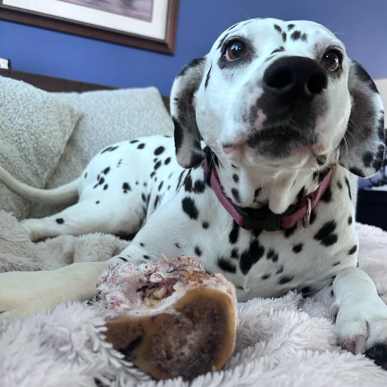 lily+with+bone+1.jpg