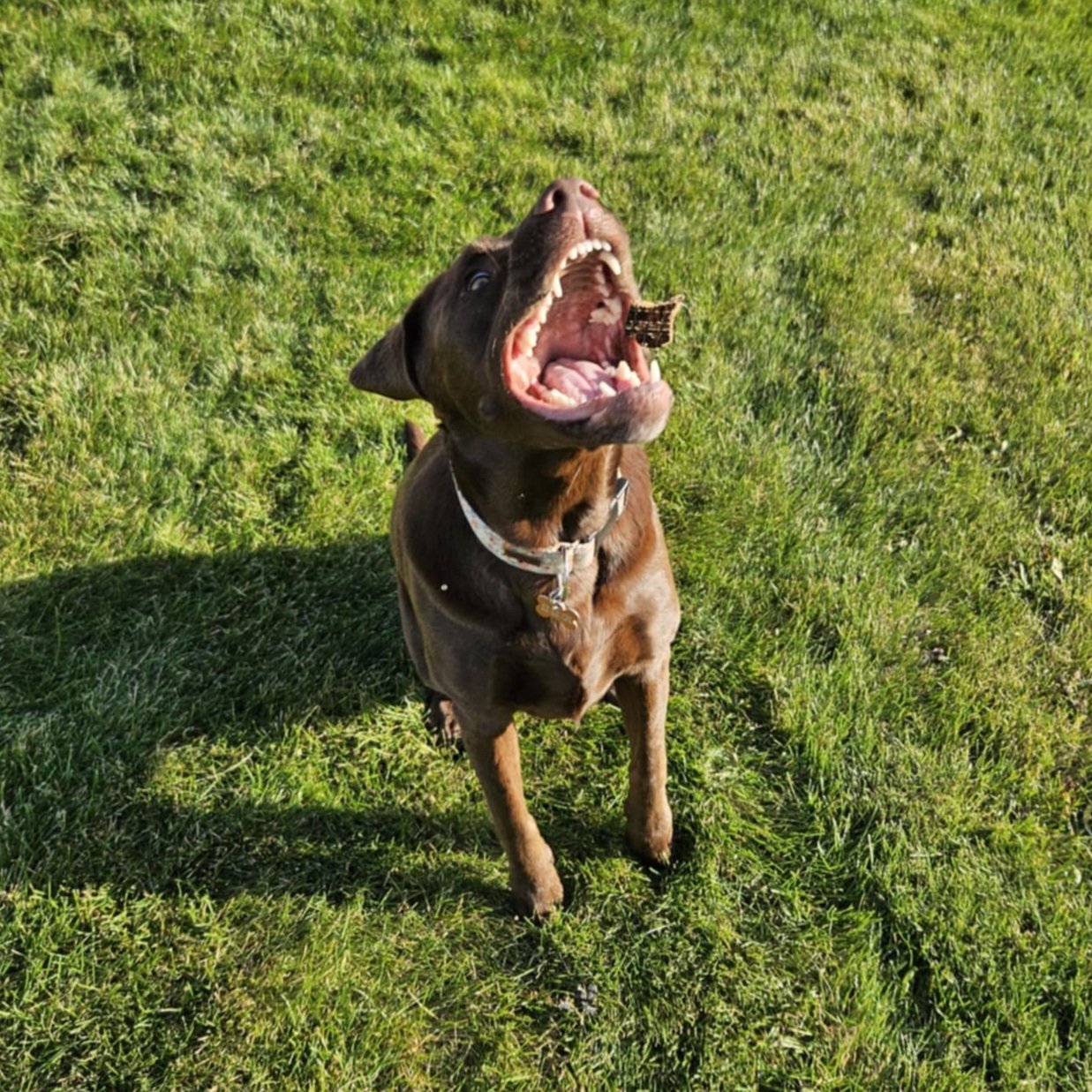 stella+catching+Lung.jpg