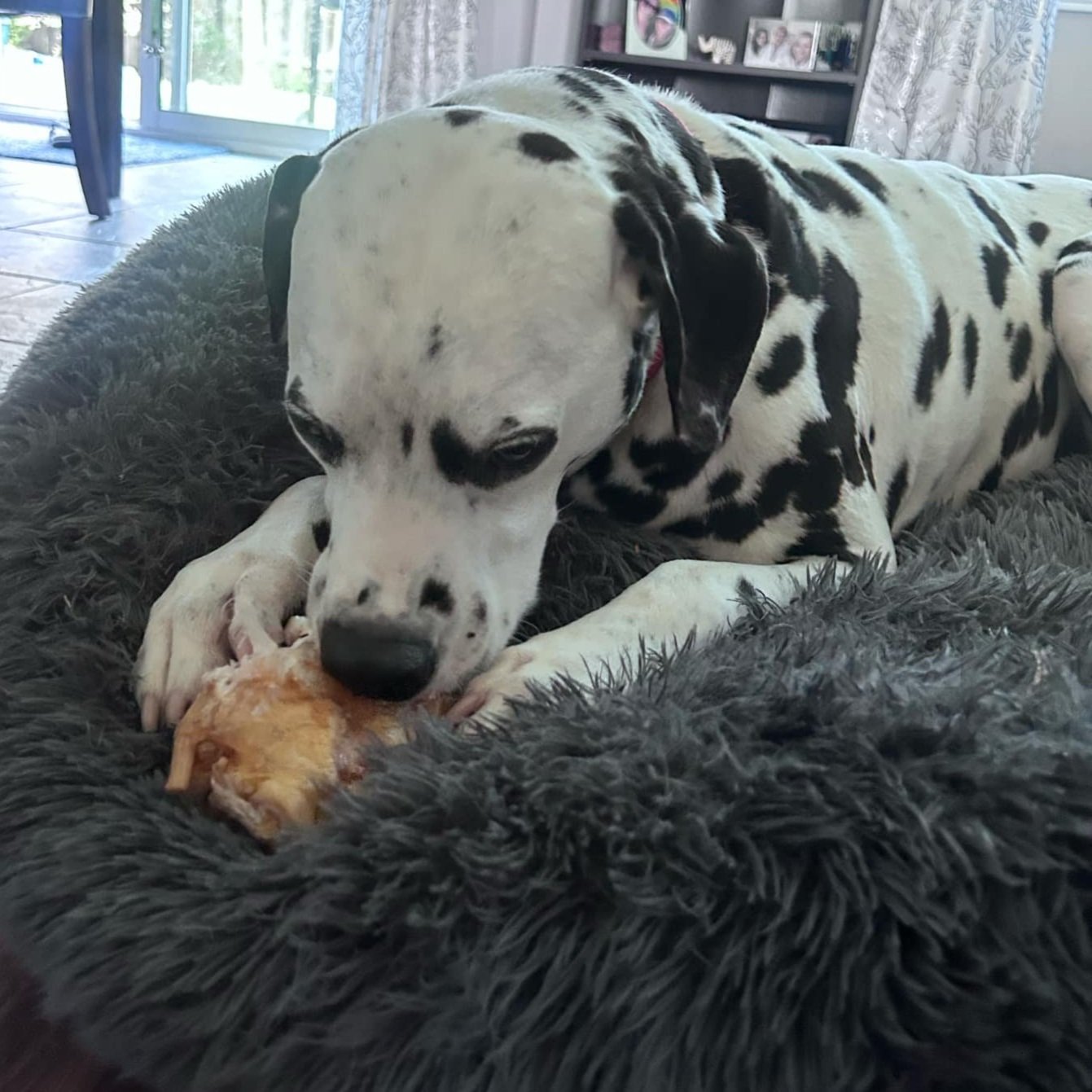 Linc+with+bone+1.jpg