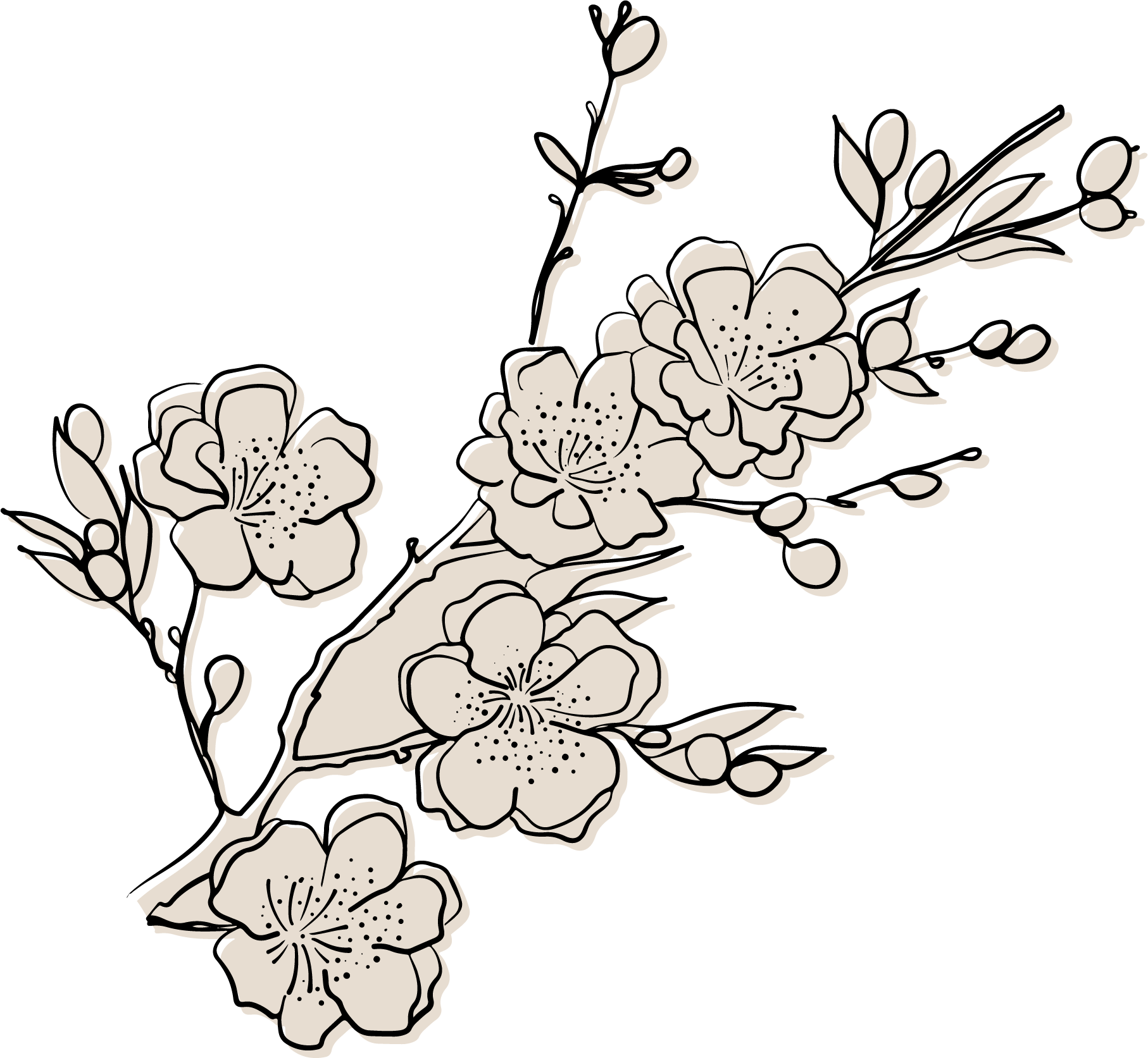 Illustration de branches de fleurs de cerisier en couleur marron sur fond noir.