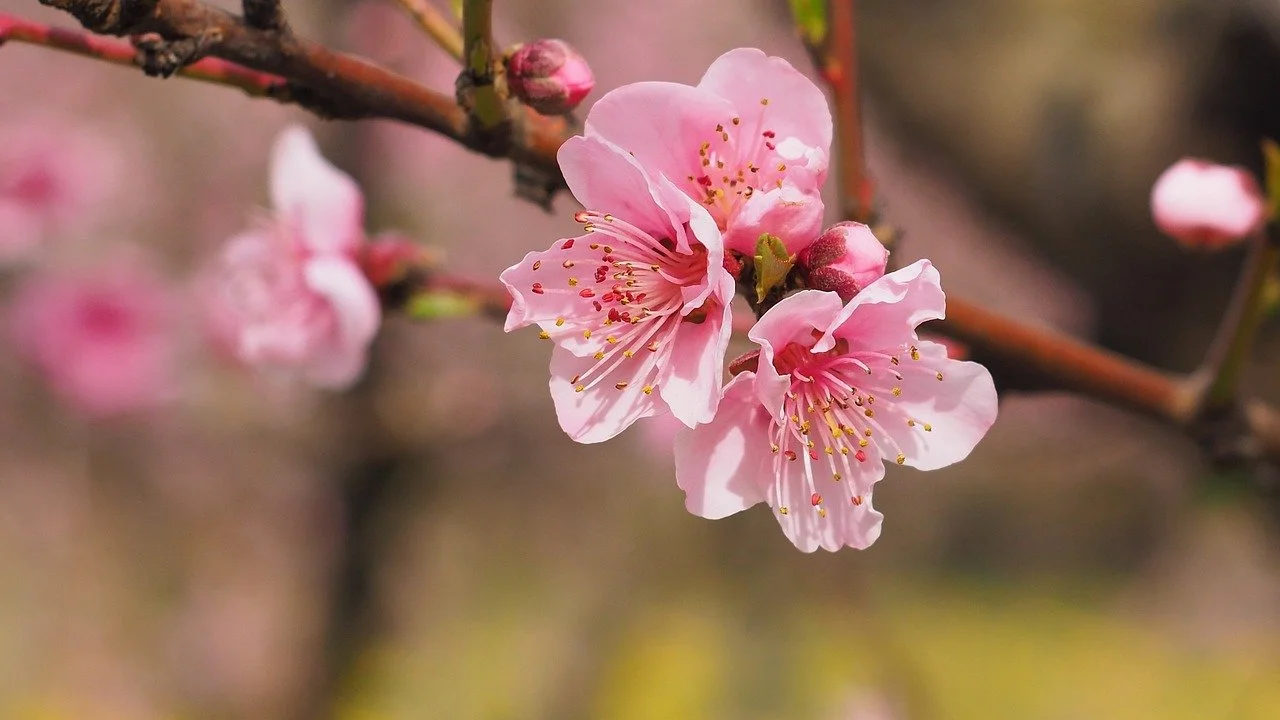 Fleurs de cerisier roses sur un arbre en fleur.