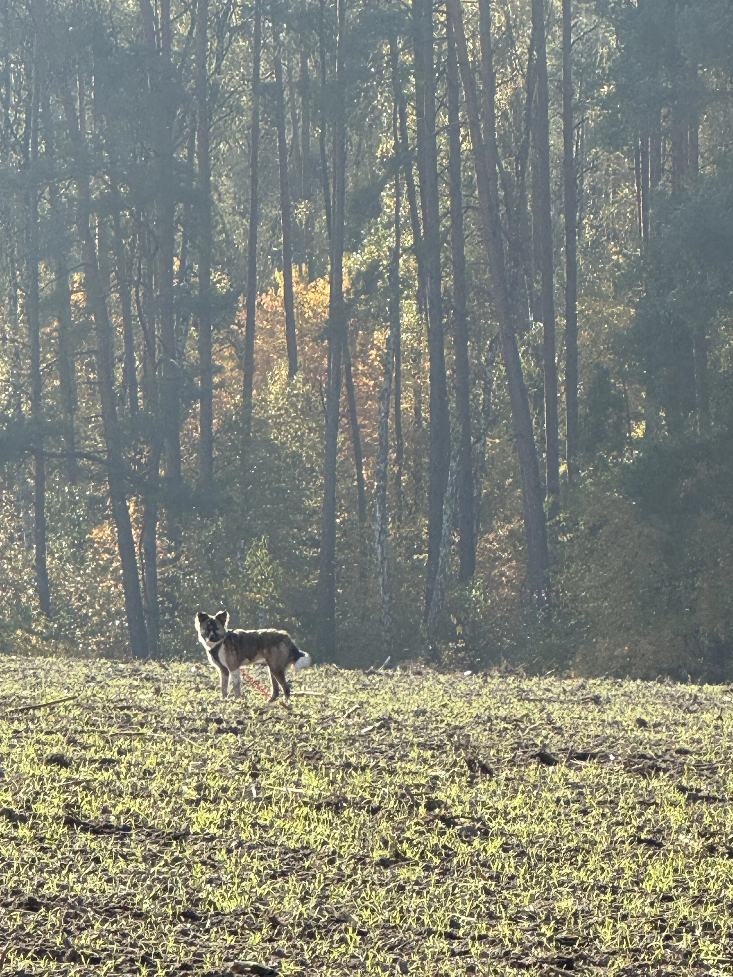 Ruby, Ruby, Ruby, Ruby