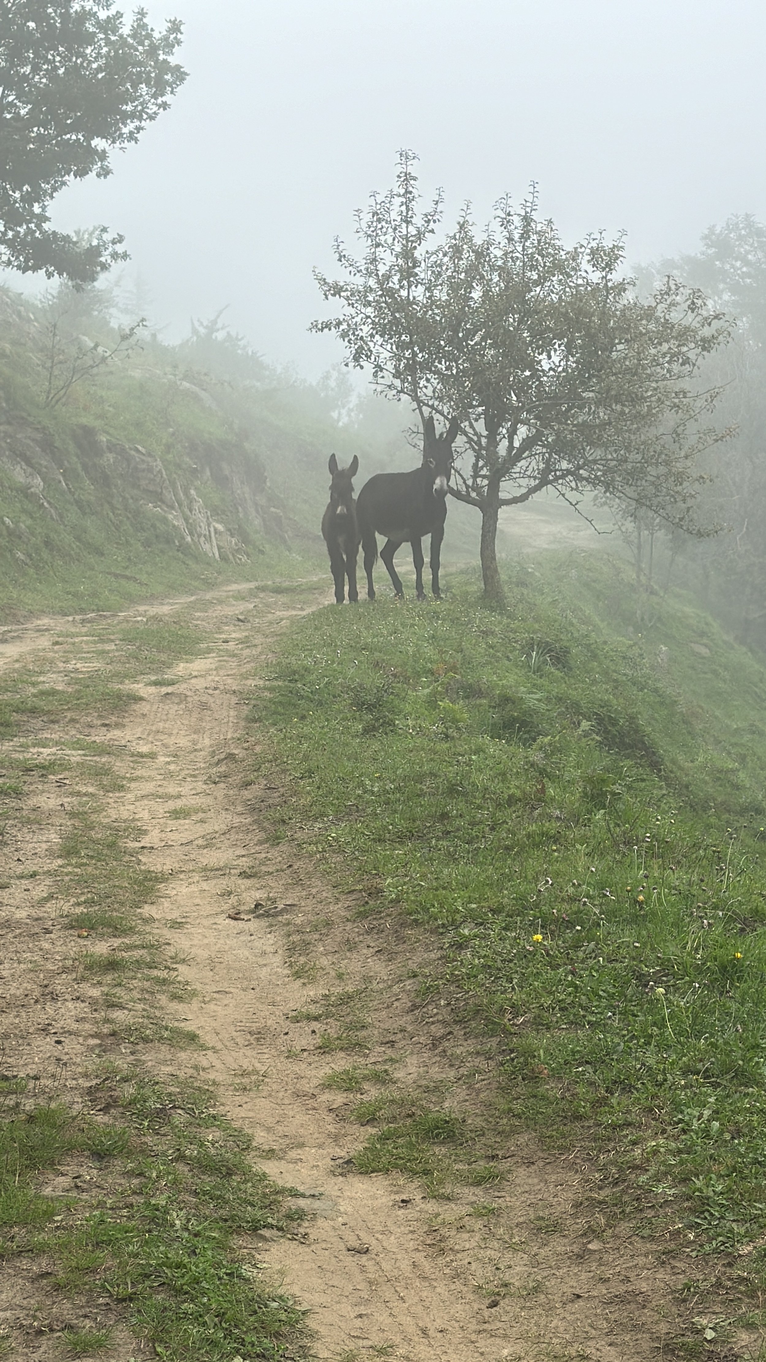 Im Nebel verläufts sich auch