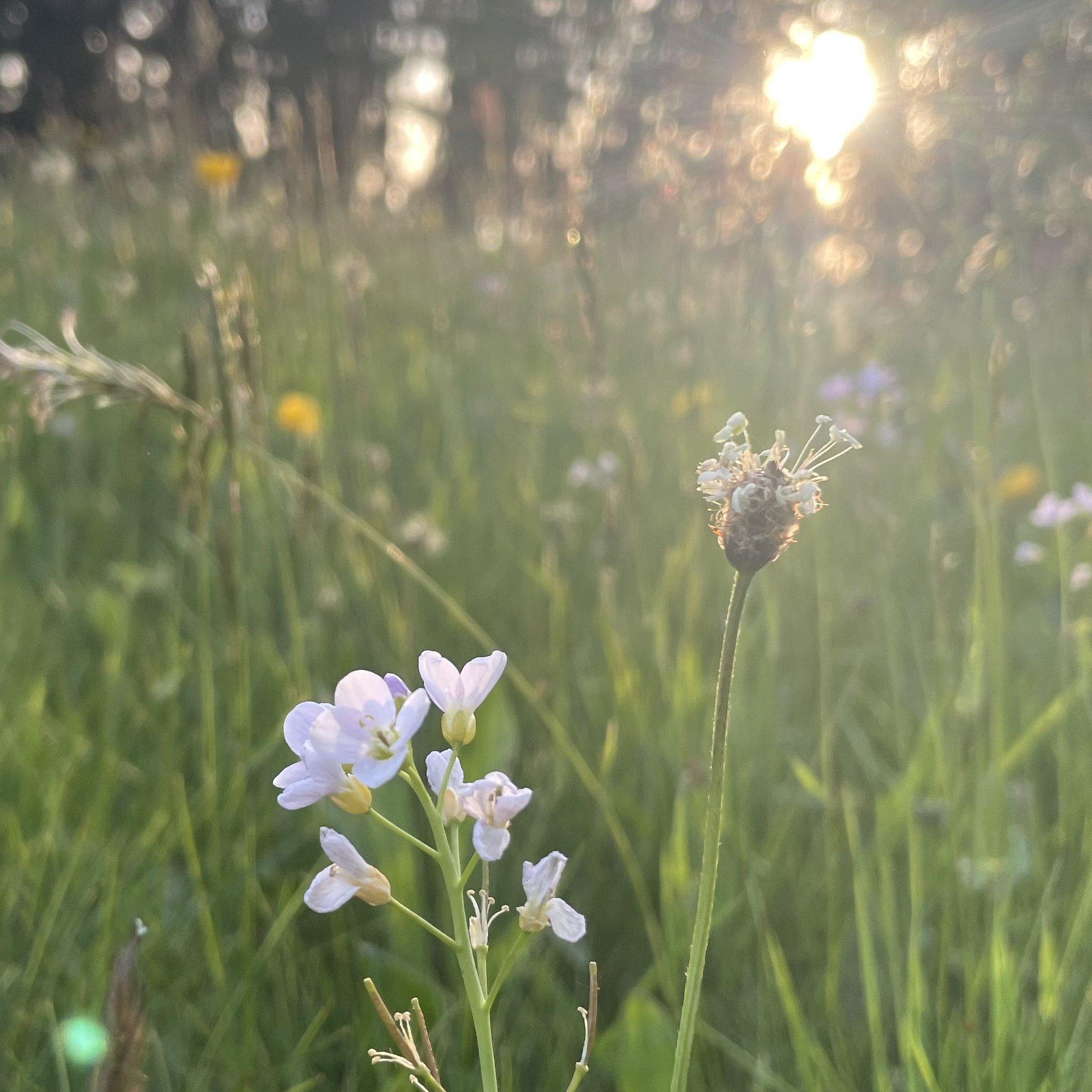Abendwanderung um die Ecke