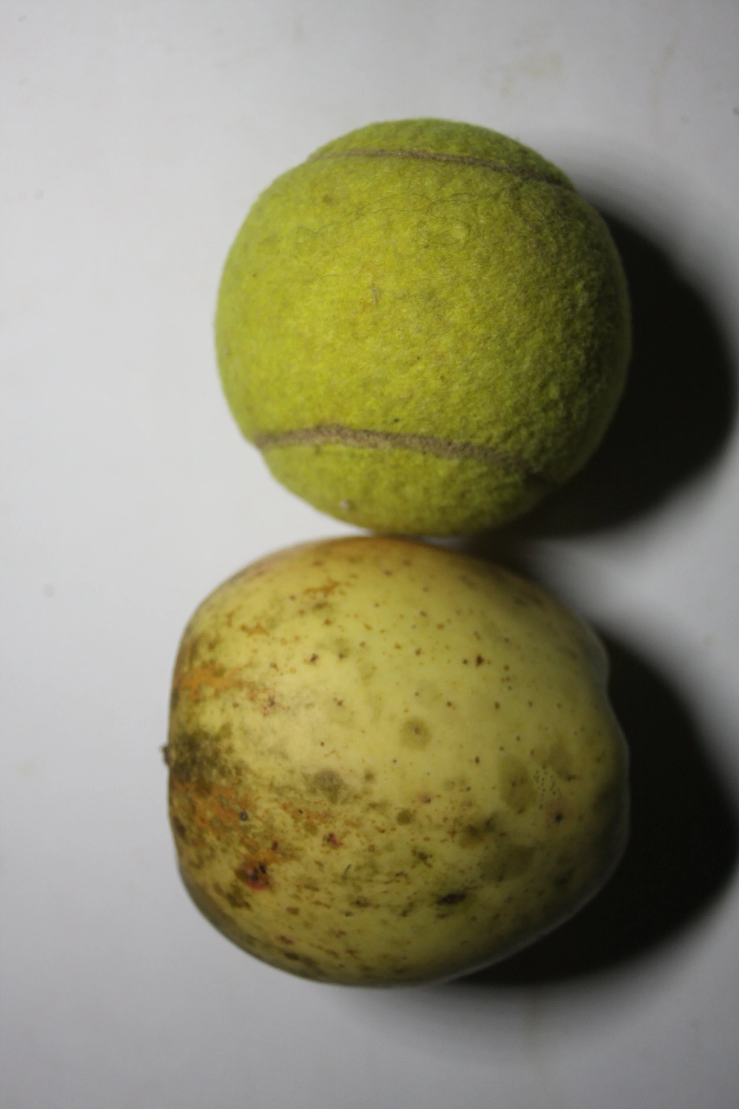 Malus dom. Belle Fleur Jaune fr-2.JPG