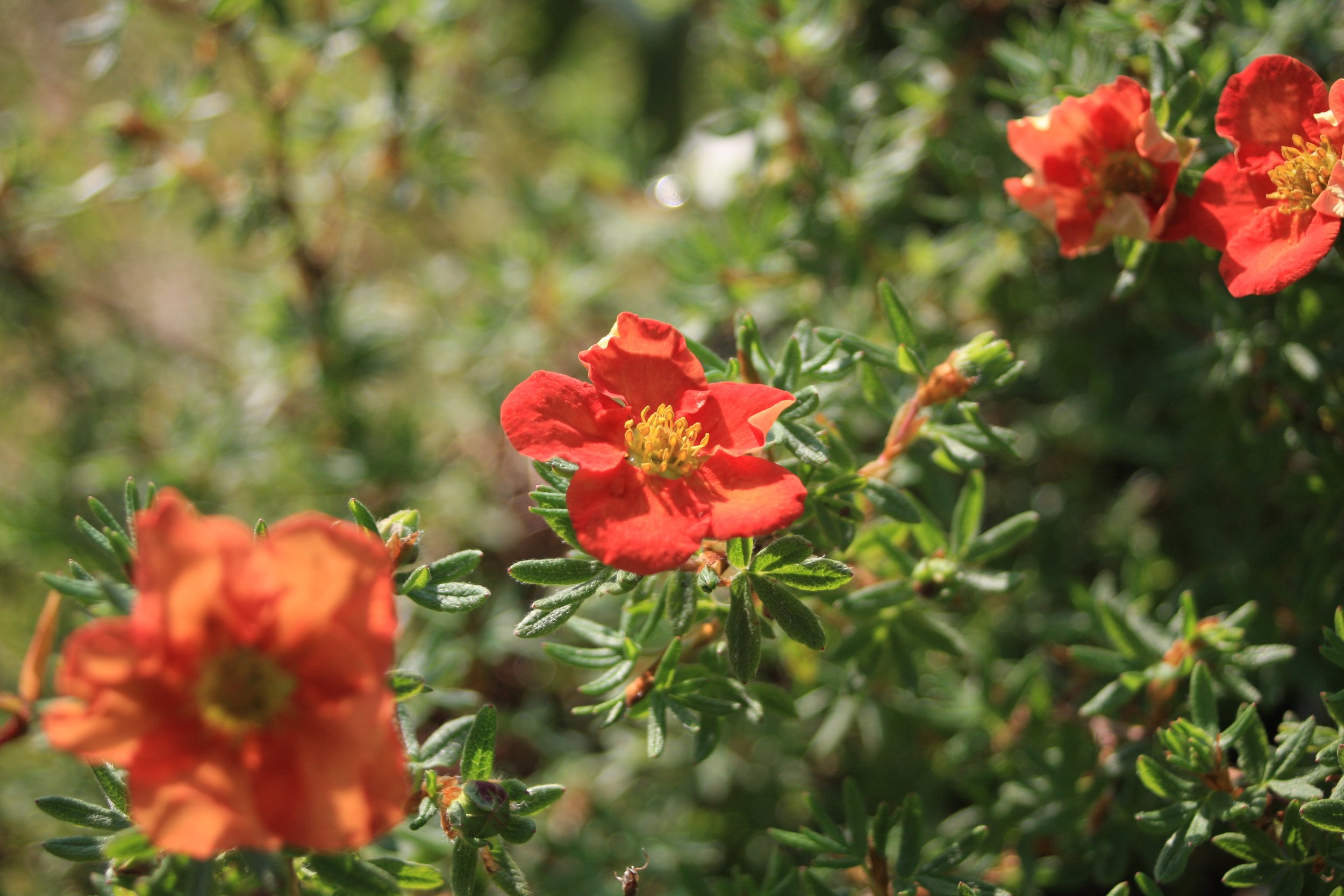 Potentilla frut. Marian Red Robin fl-1.JPG