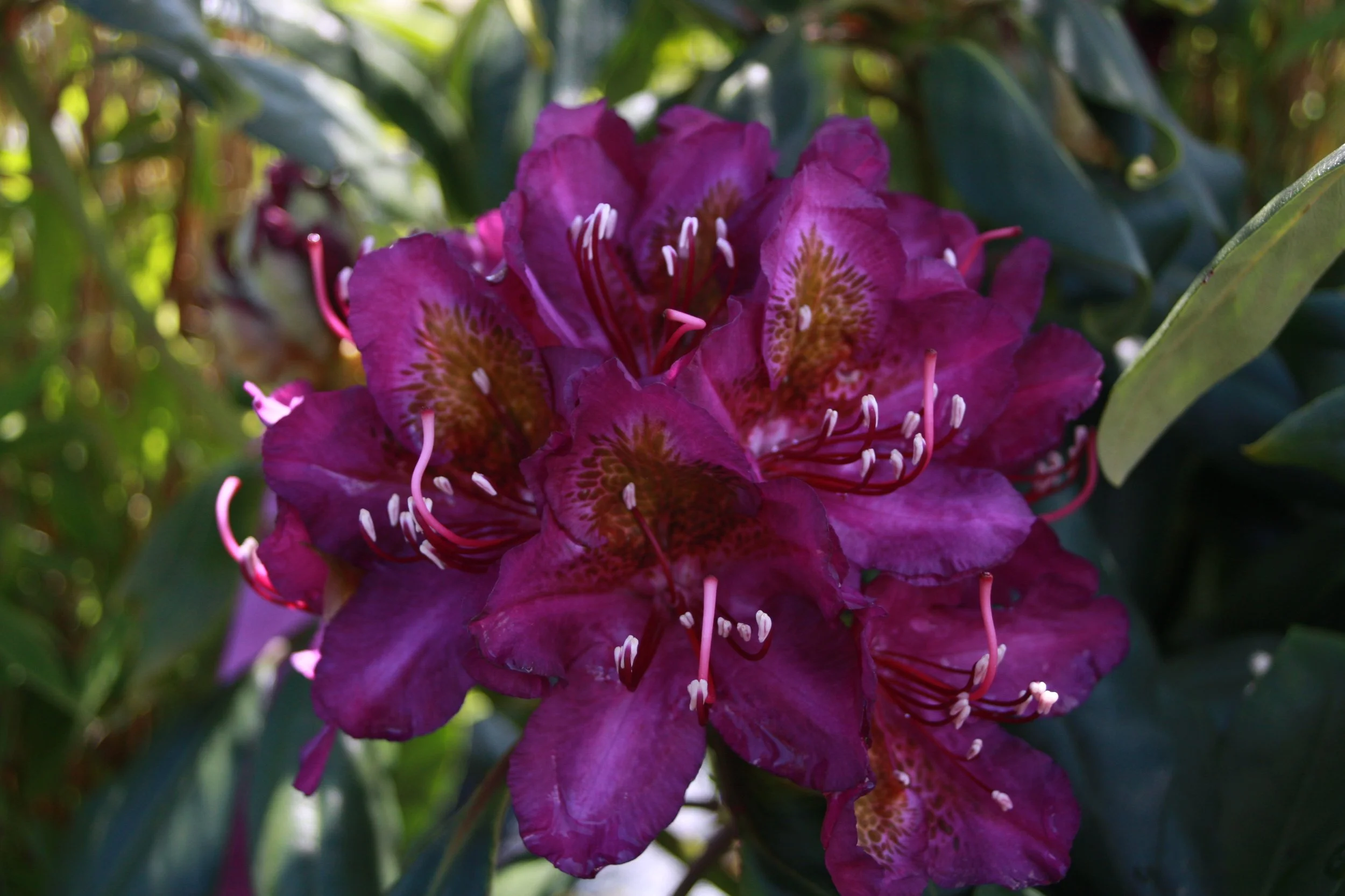 Rhododendron Marcel Ménard fl-1.JPG
