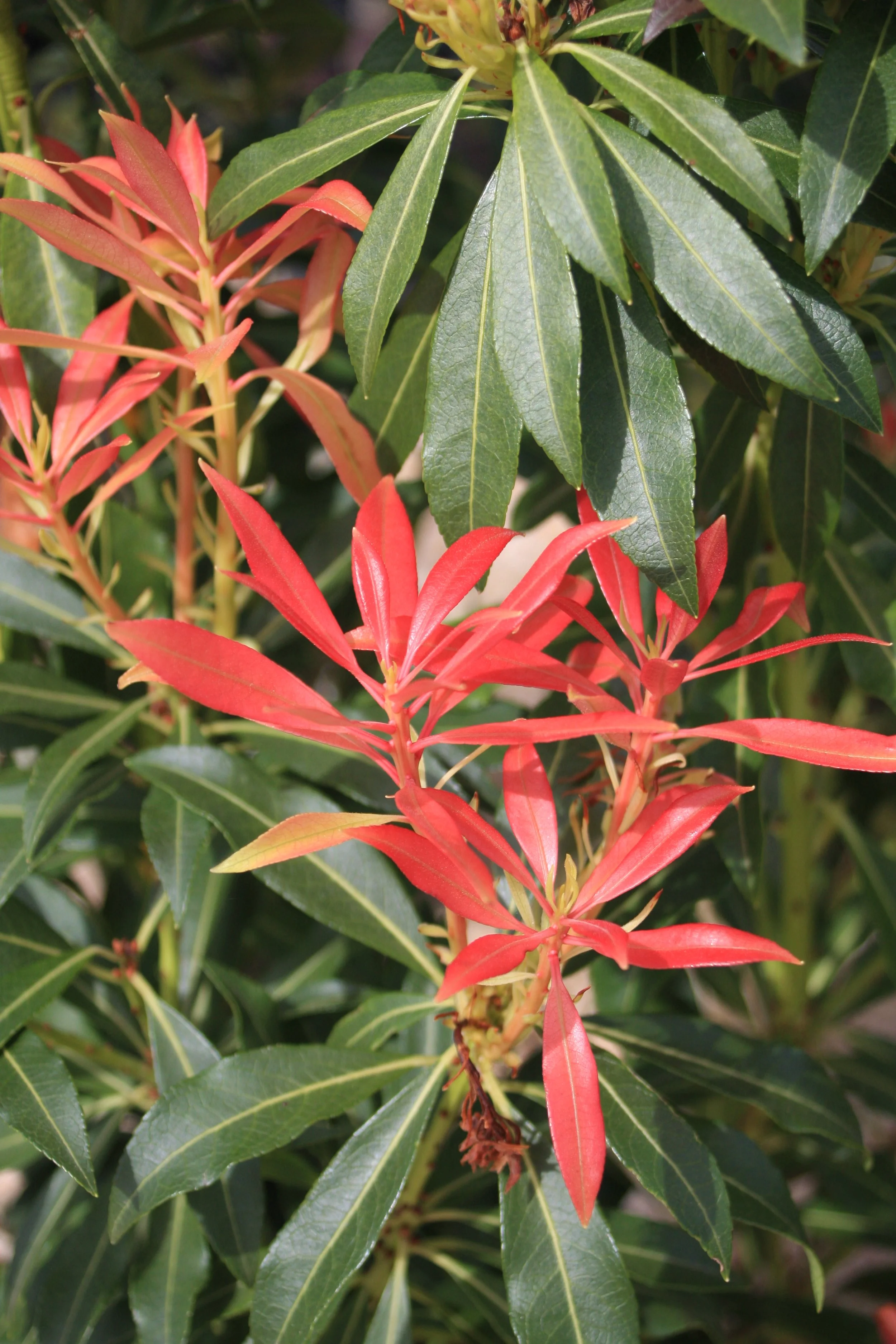 Pieris jap. Forest Flame fe-1.JPG