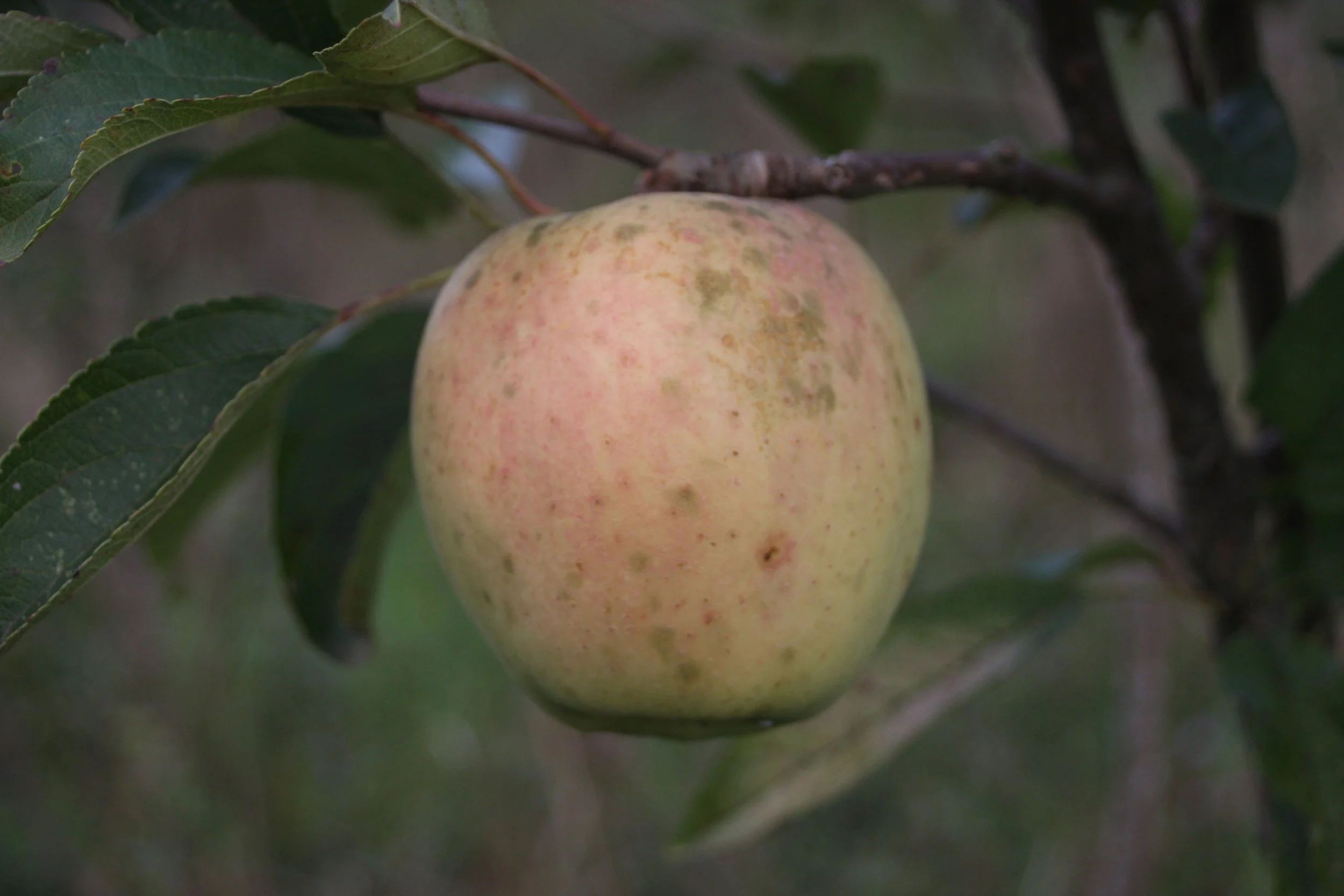 Malus domestica Belle Fleur Jaune (Pommier)