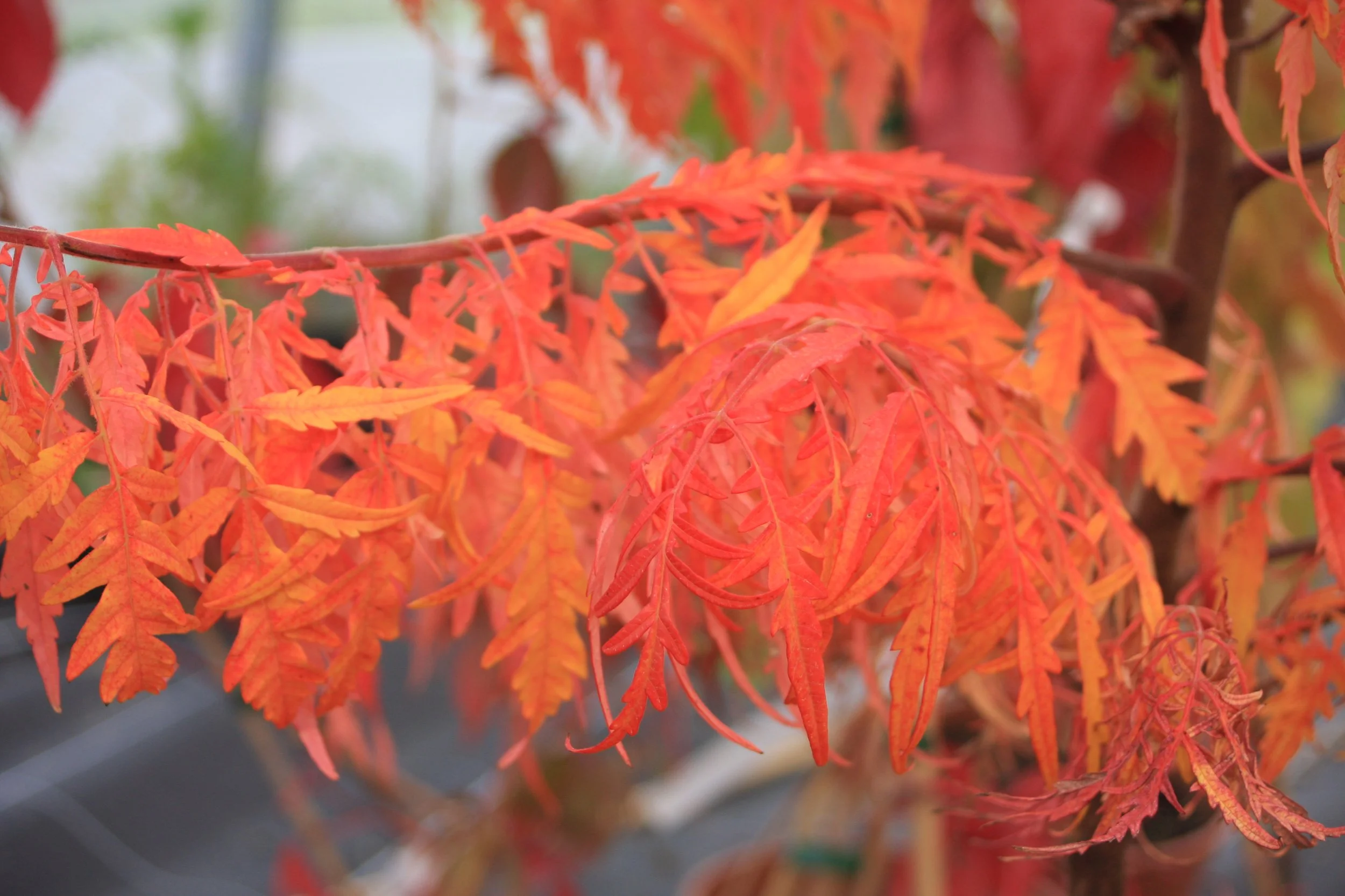 Rhus typh. Dissectum fe-2 (automne).JPG