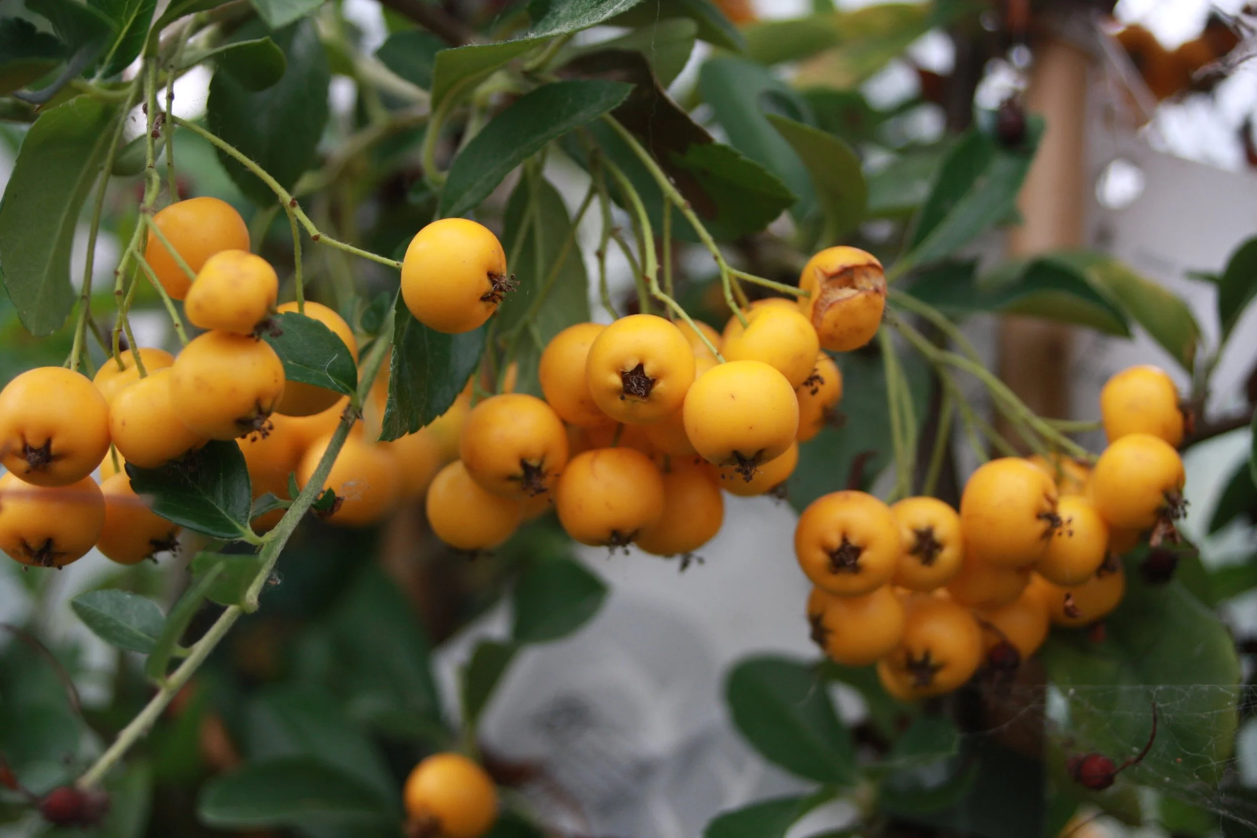 Pyracantha cocc. soleil d'Or fr-1.JPG