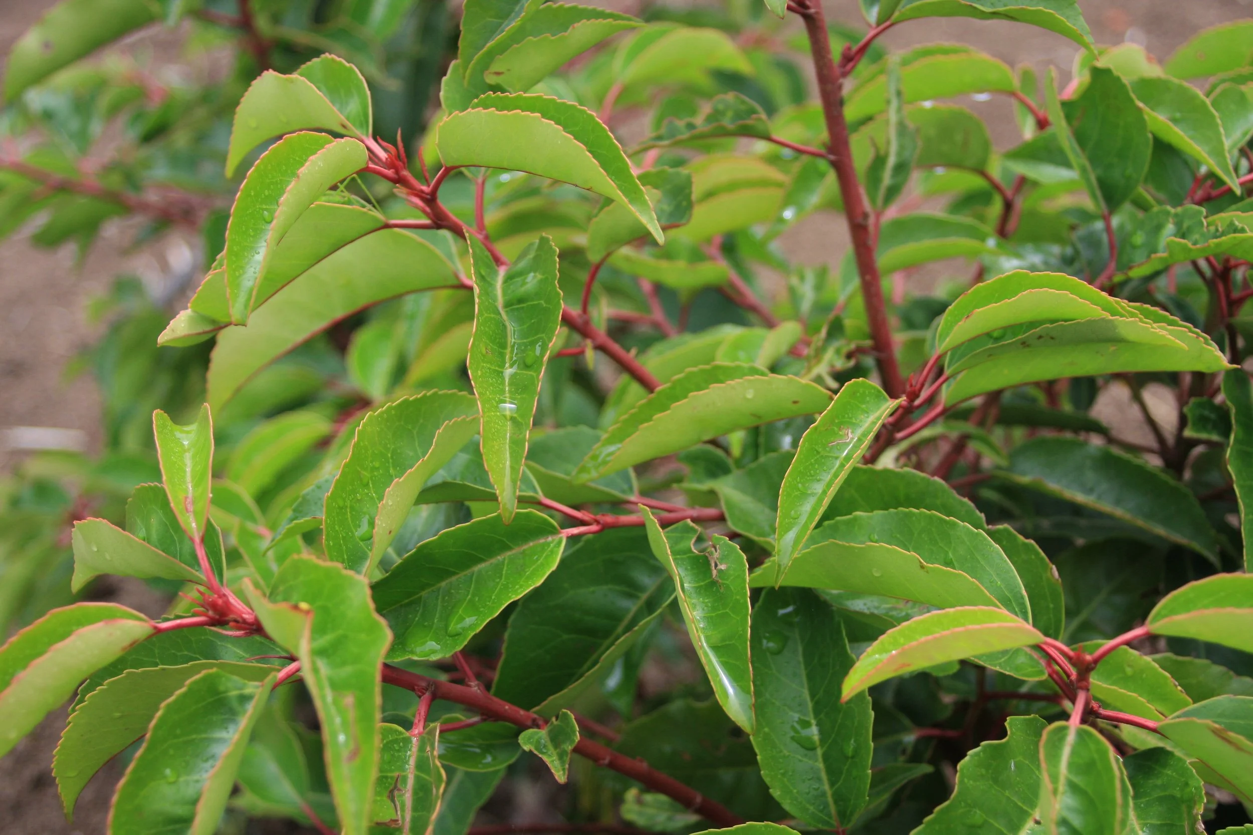 Prunus lusitanica fe-1.JPG