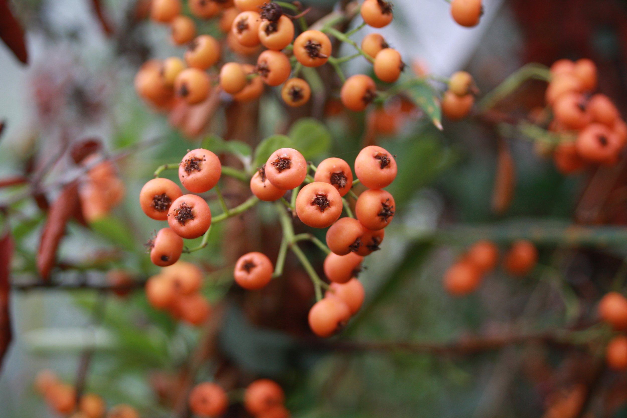 Pyracantha cocc. Orange Glow fr-1.JPG