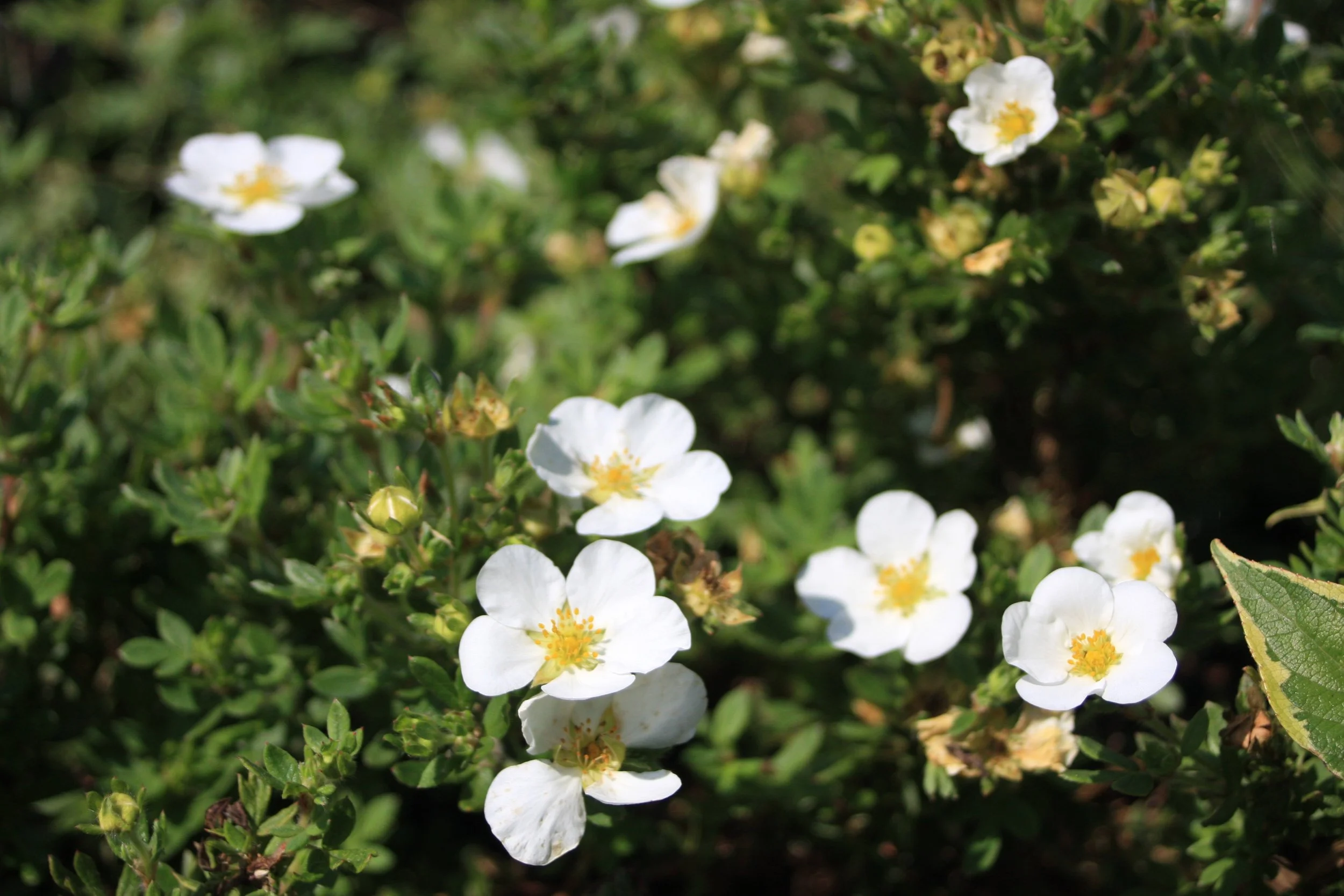 Potentilla frut. Abottswood fl-1.JPG