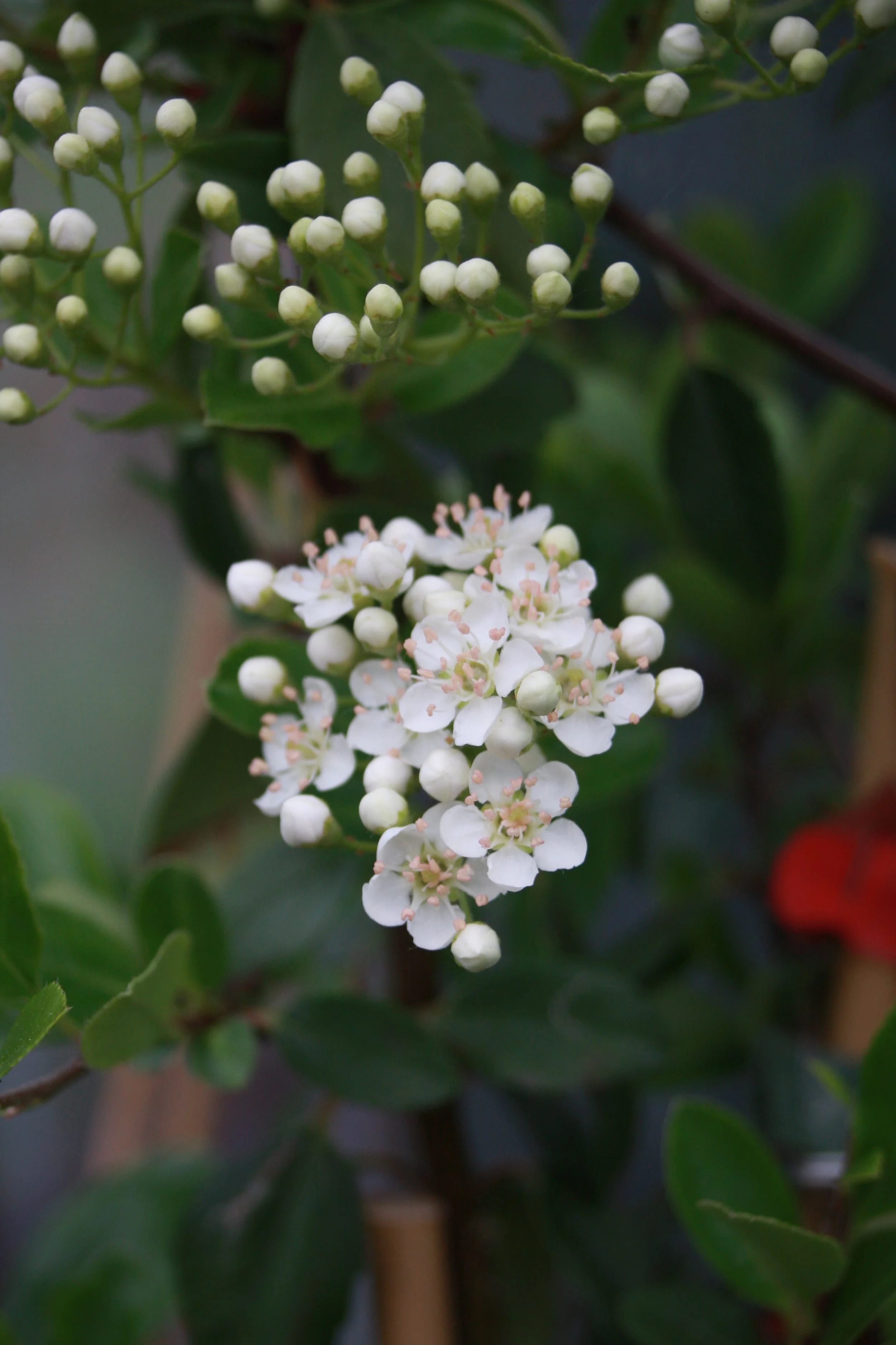 Pyracantha cocc. Red Column fl-1.JPG