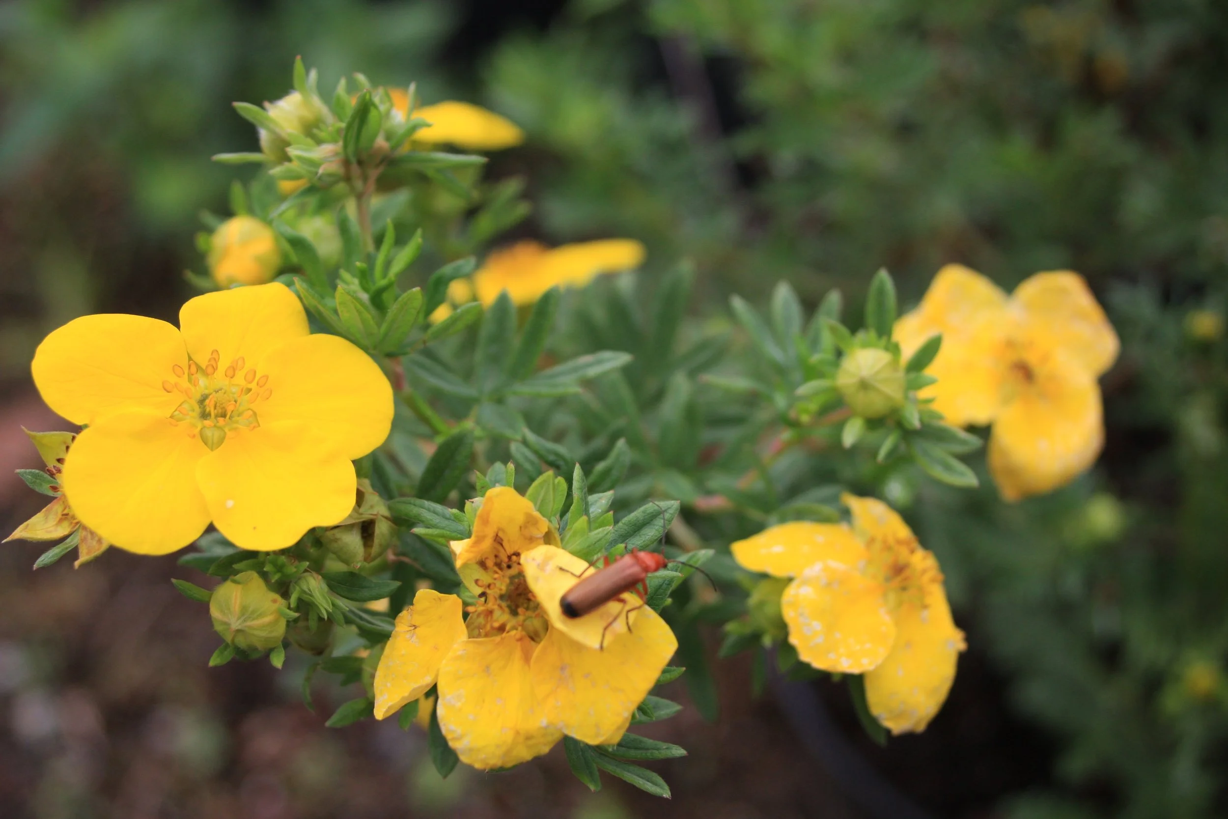 Potentilla frut. Goldfinger fl-1.JPG