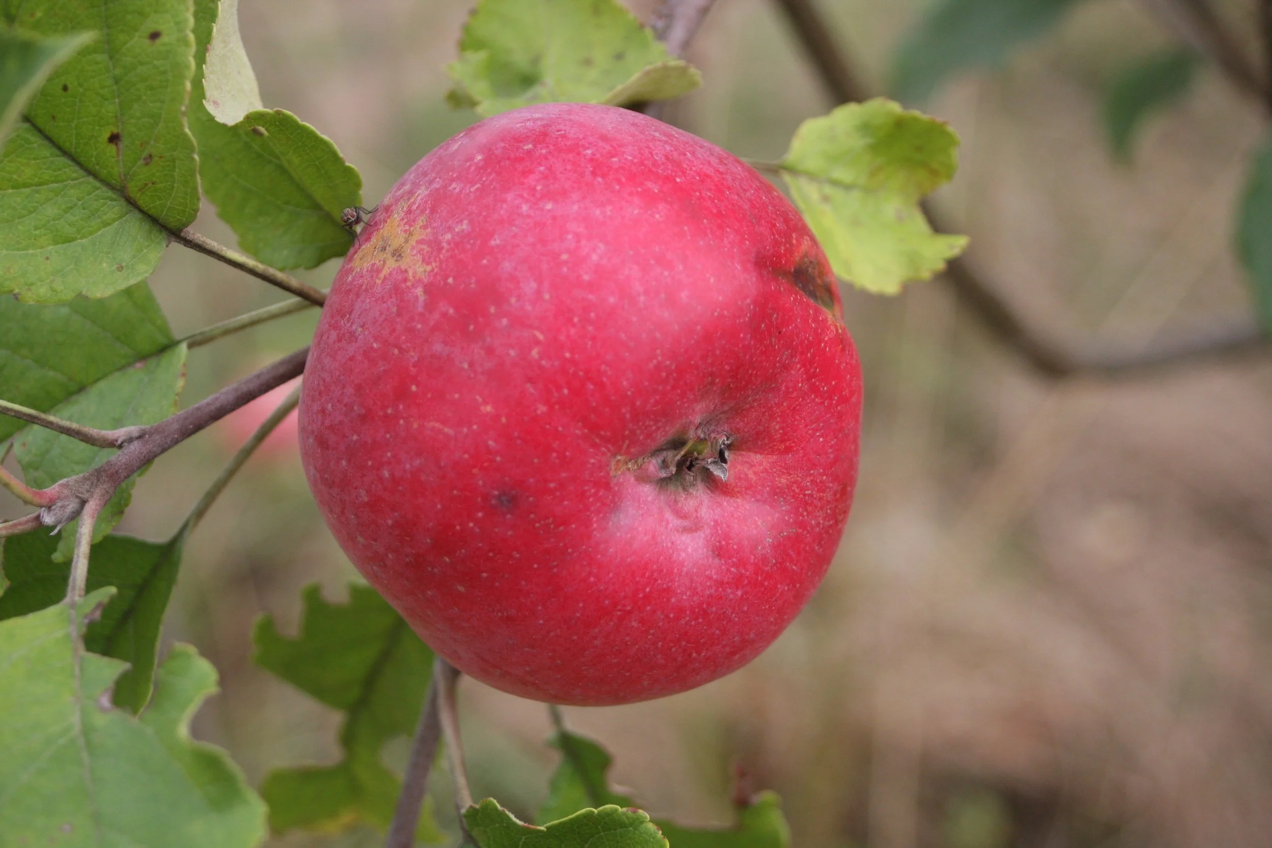 Malus domestica Astrakan Rouge (Pommier)