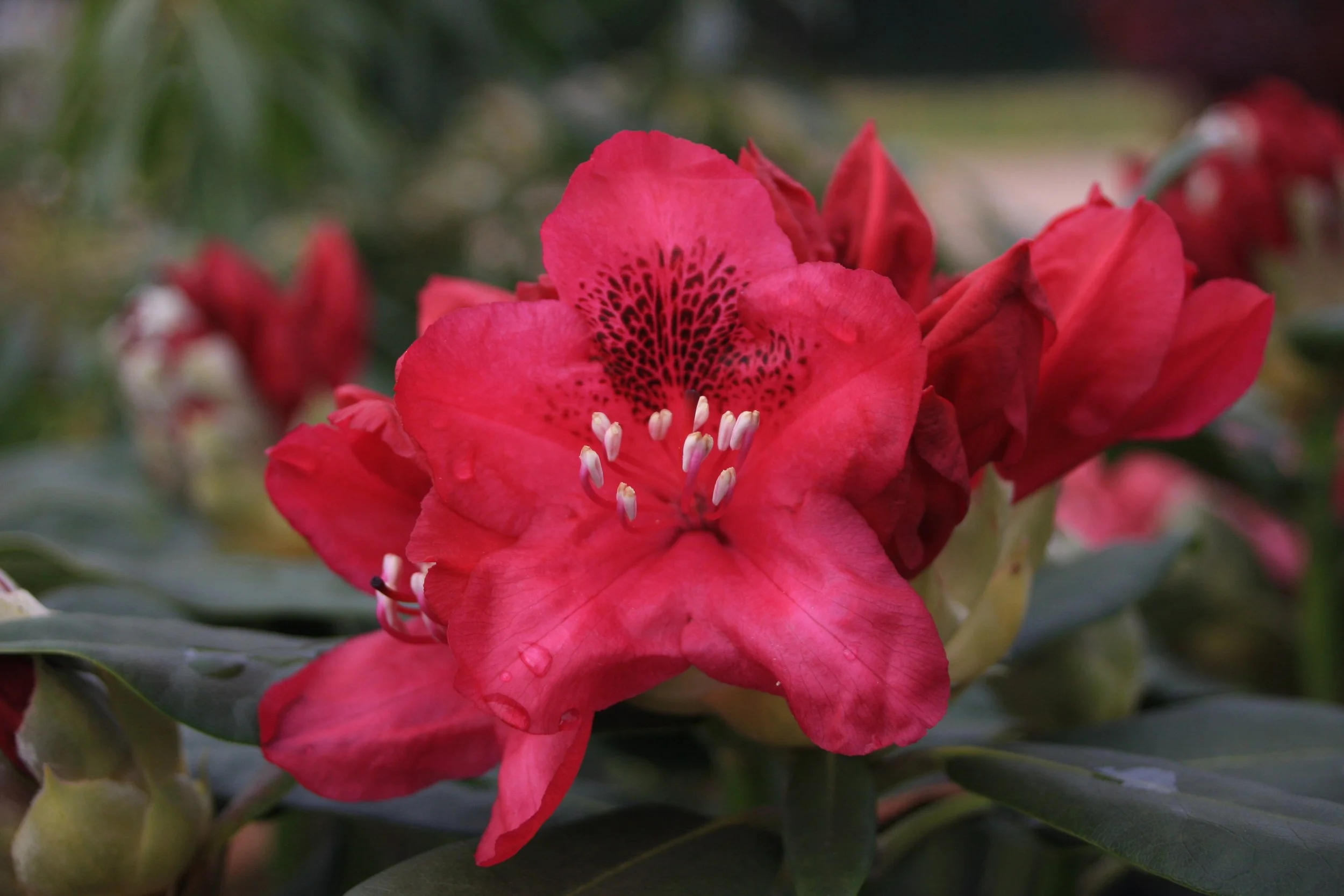 Rhododendron Nova Zembla fl-1.JPG