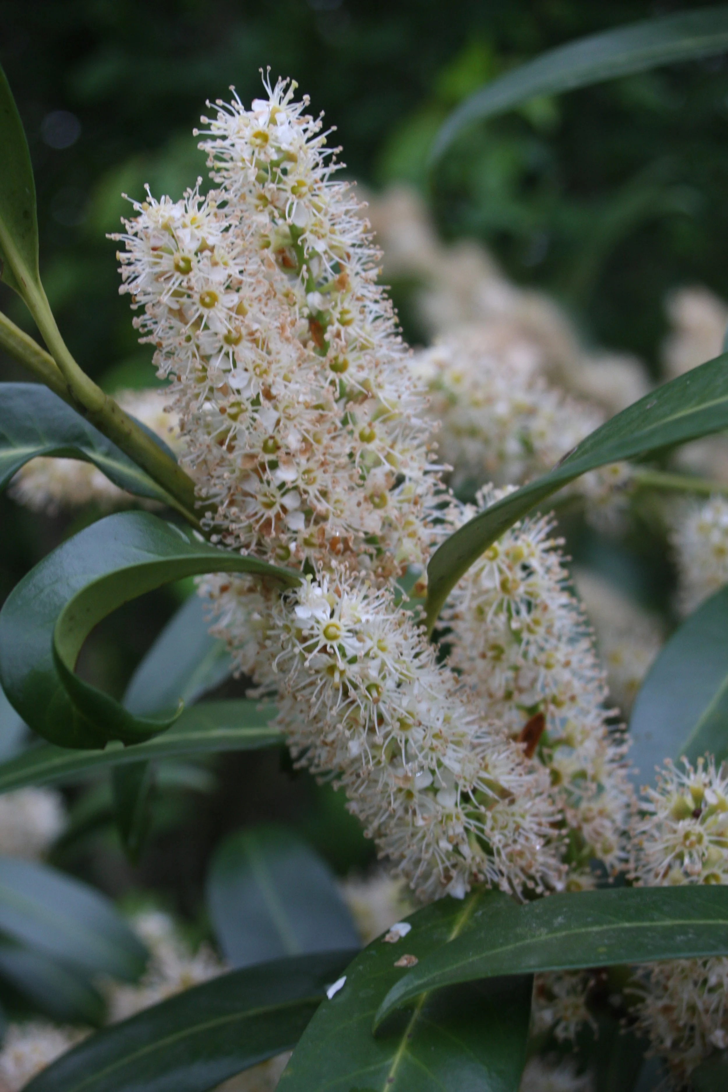 Prunus laur. Herbergii fl-1.JPG