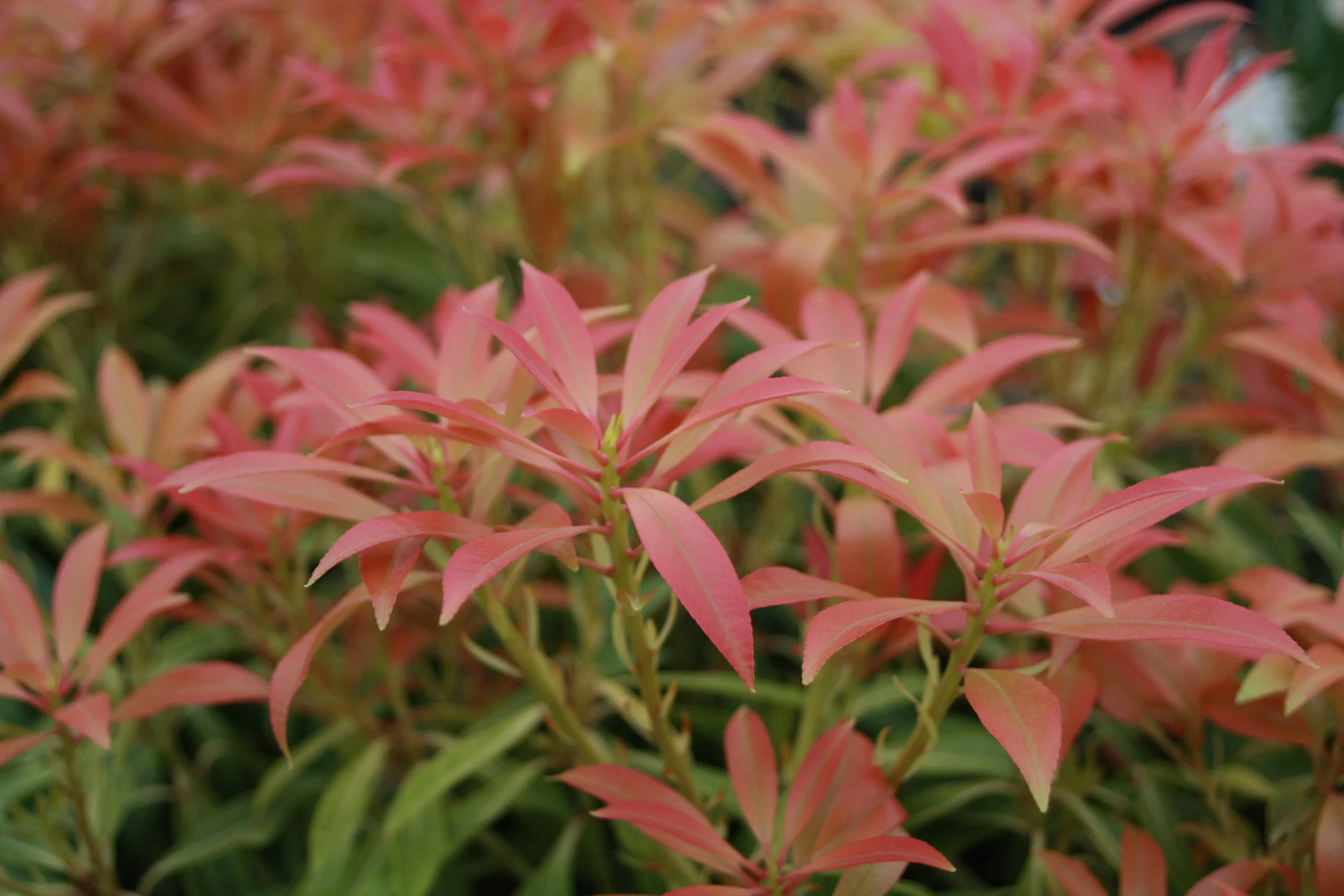 Pieris jap. Forest Flame fe-2.JPG