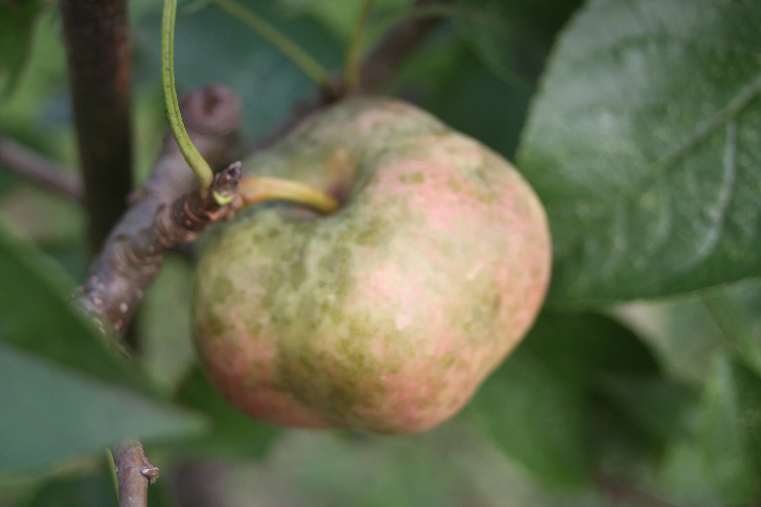 Malus domestica Api étoilé (Pommier)