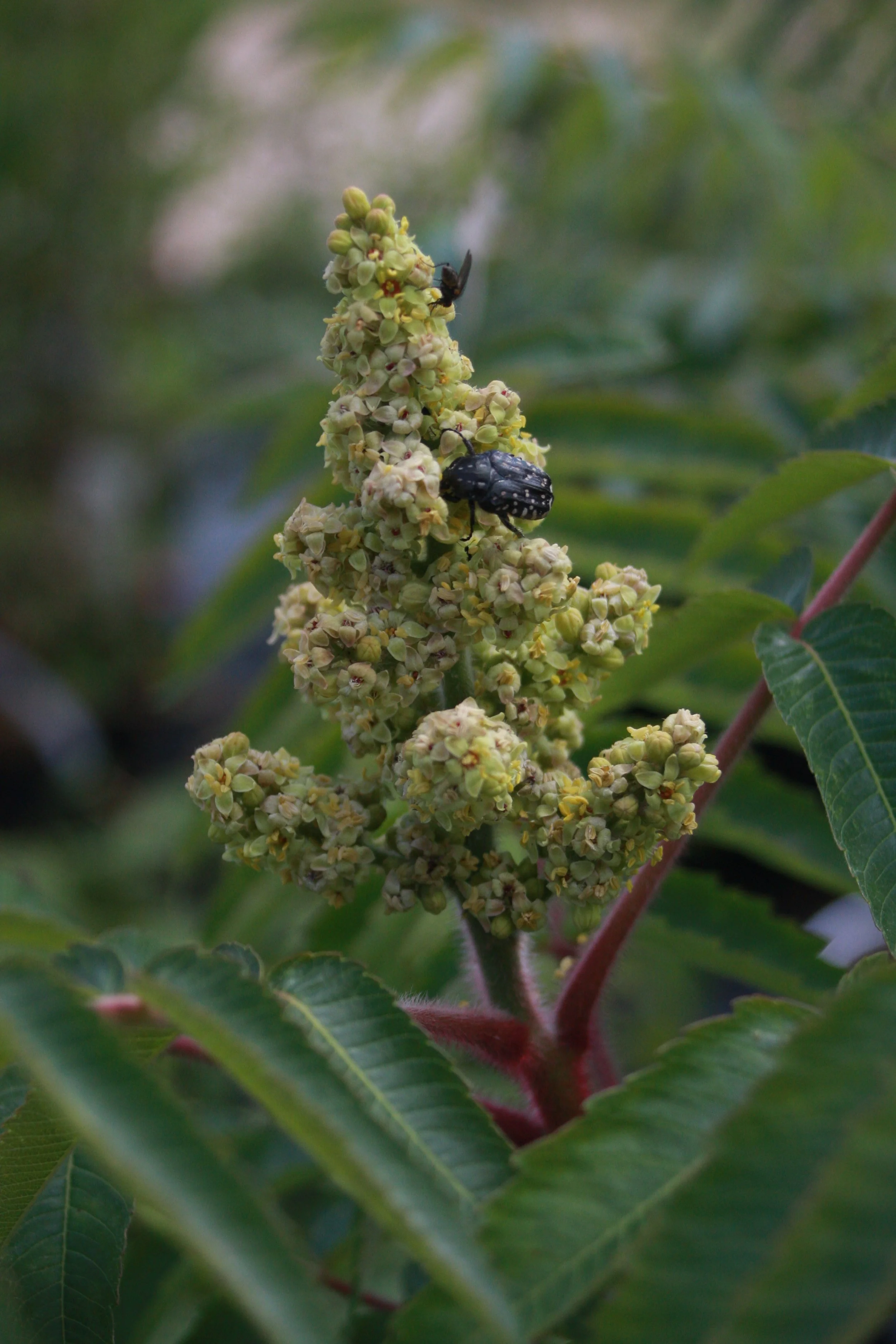 Rhus typhina fl-1.JPG
