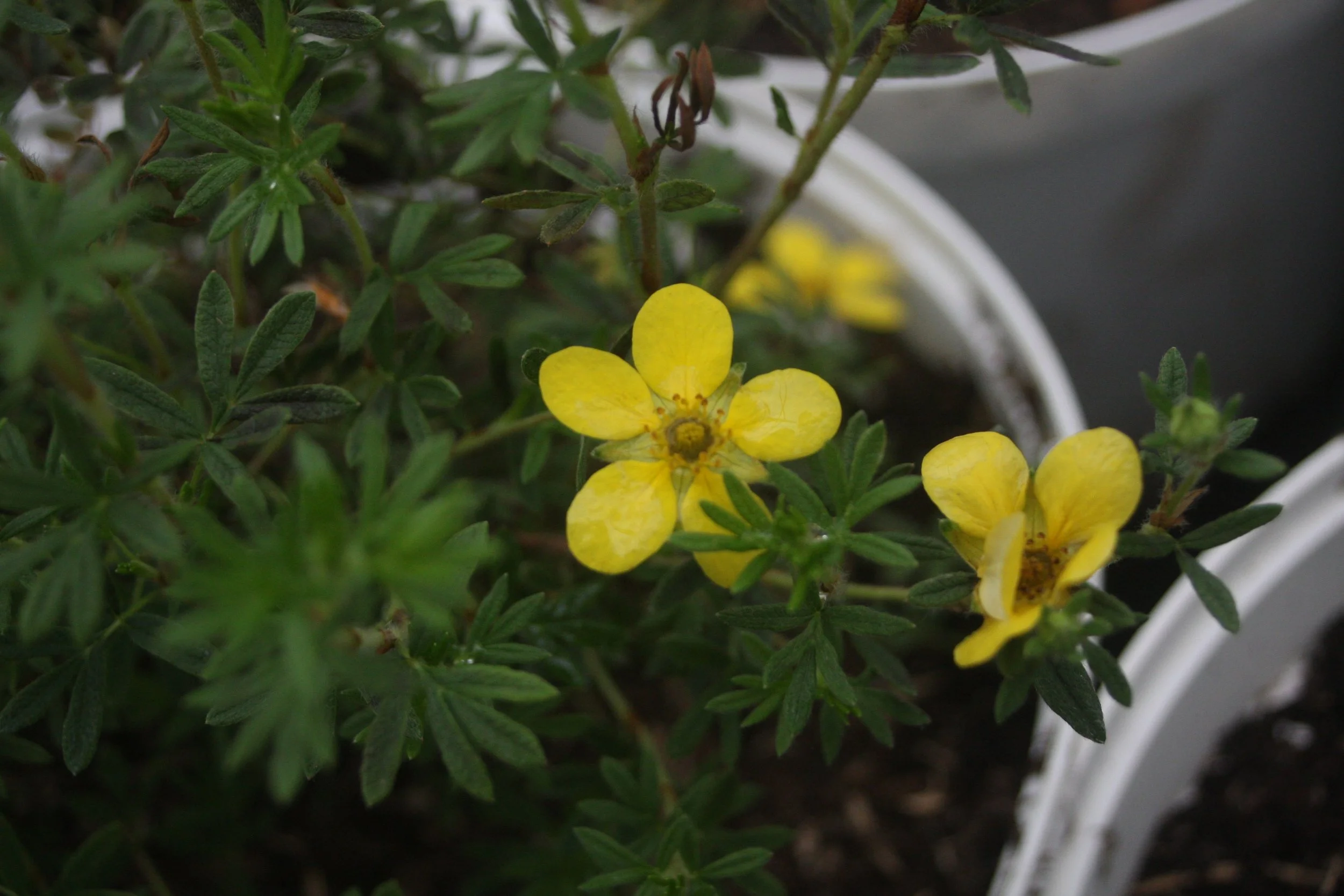 Potentilla frut. Bella Lindsay fl-1.JPG