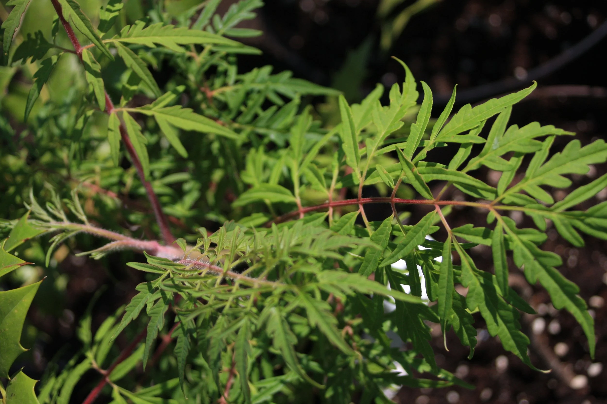 Rhus typh. Dissectum fe-1.JPG