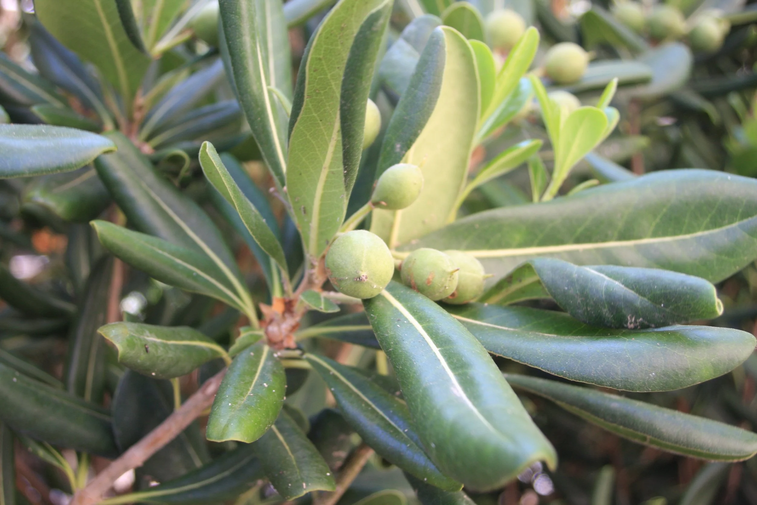 Pittosporum tobira fr-1.JPG