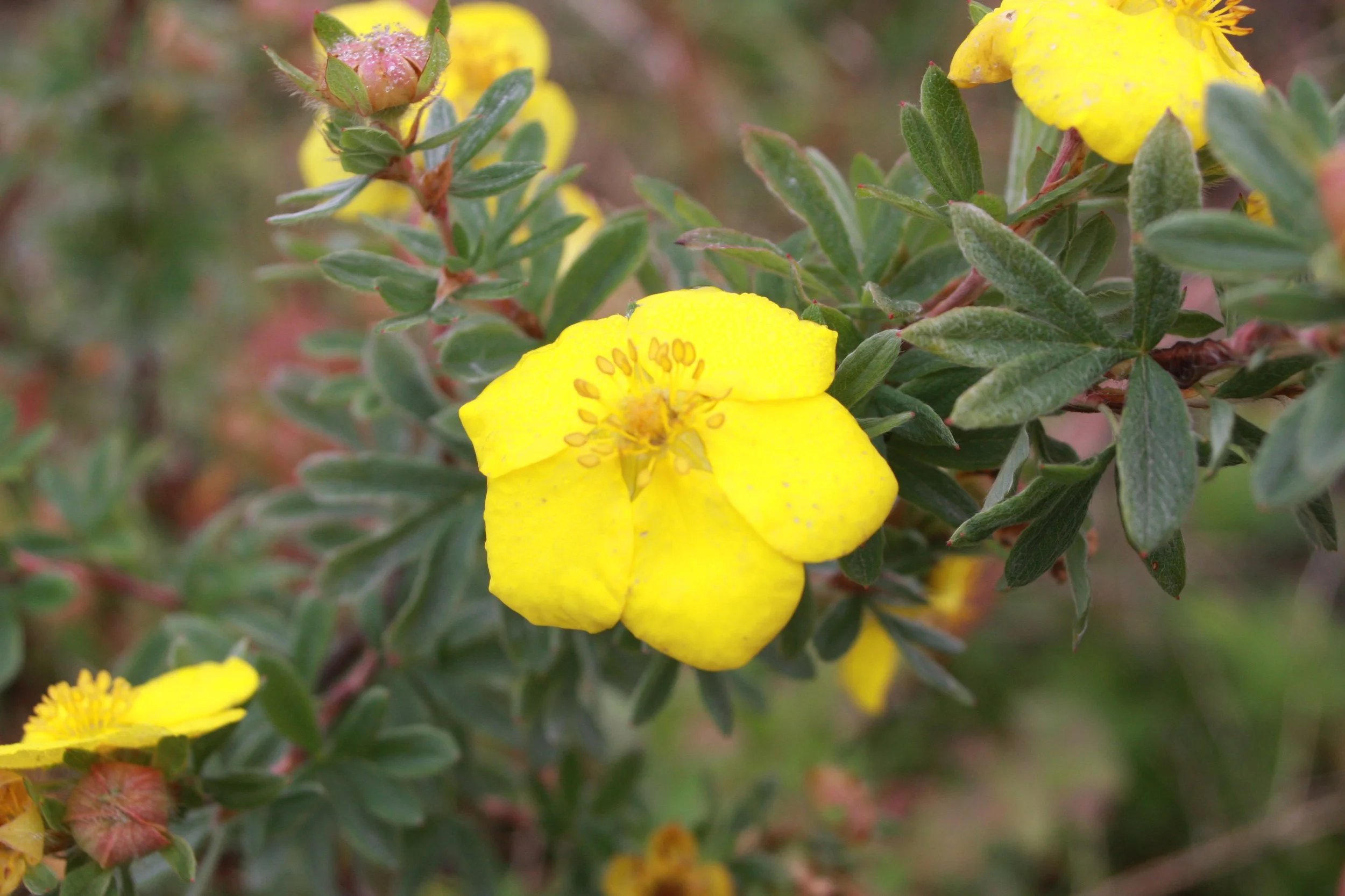 Potentilla frut. Gold Star fl-1.JPG