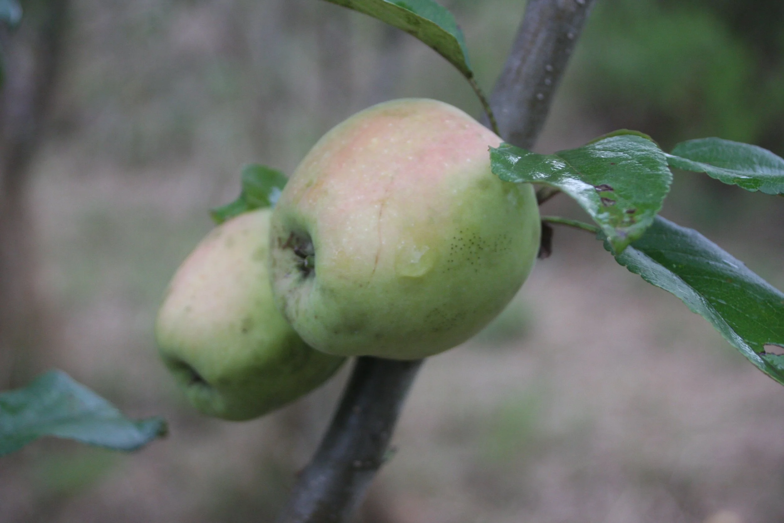 Malus dom. Arboisine fr-1.JPG