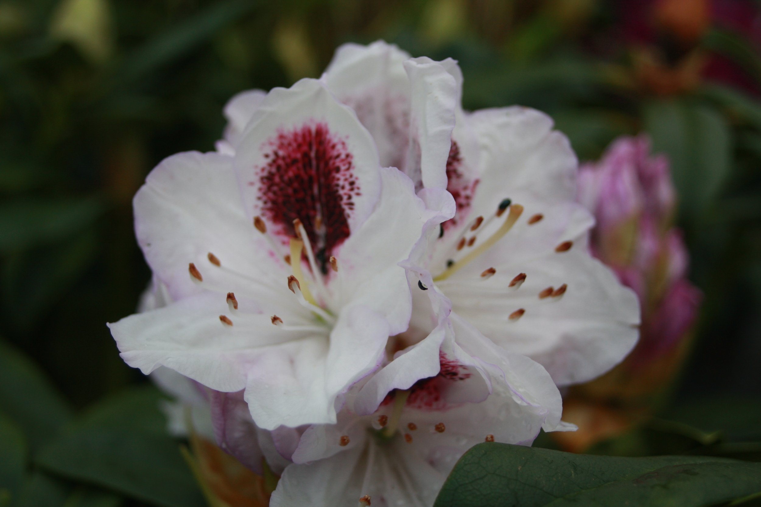 Rhododendron Sappho fl-1.JPG