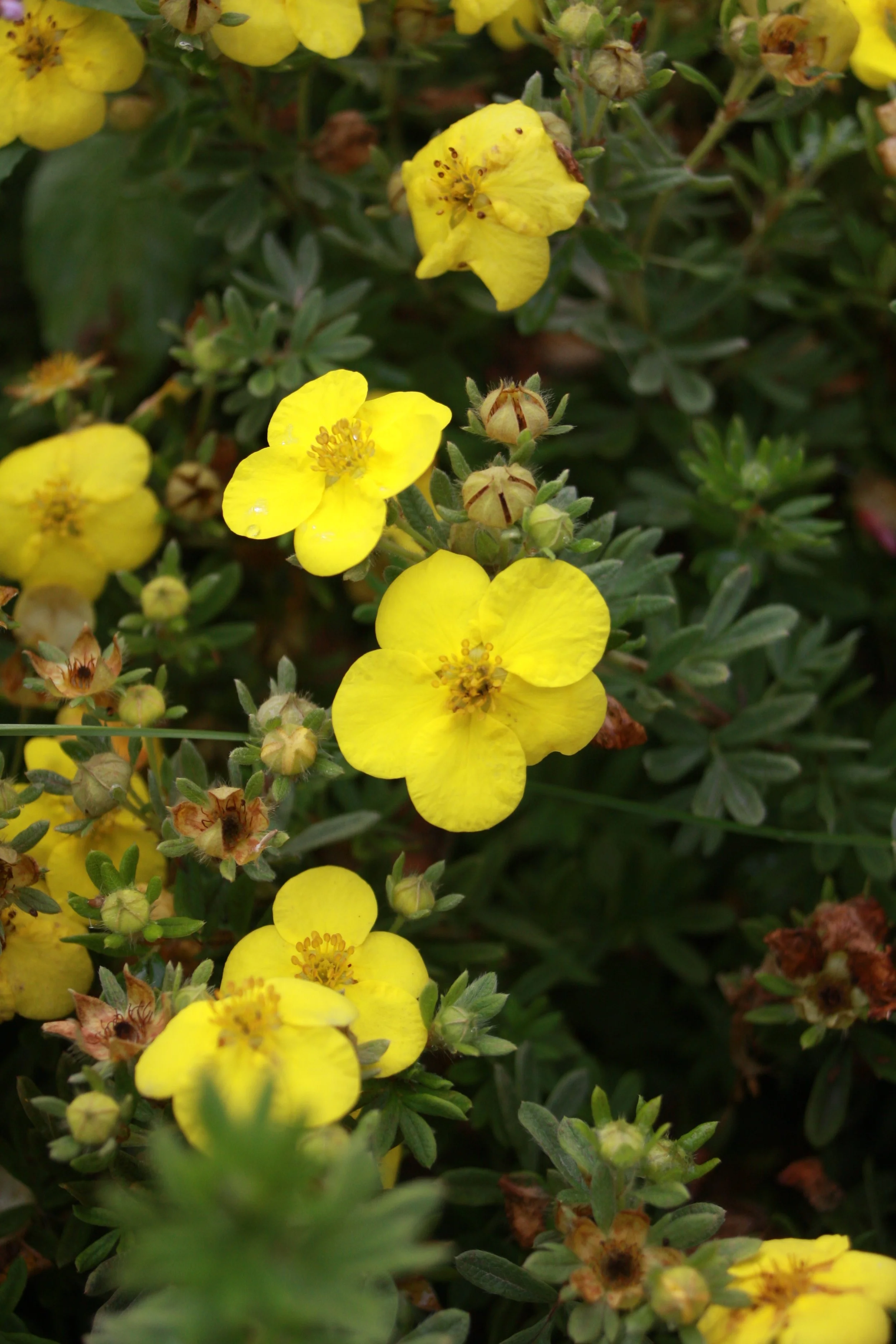 Potentilla frut. Kobold fl-2.JPG
