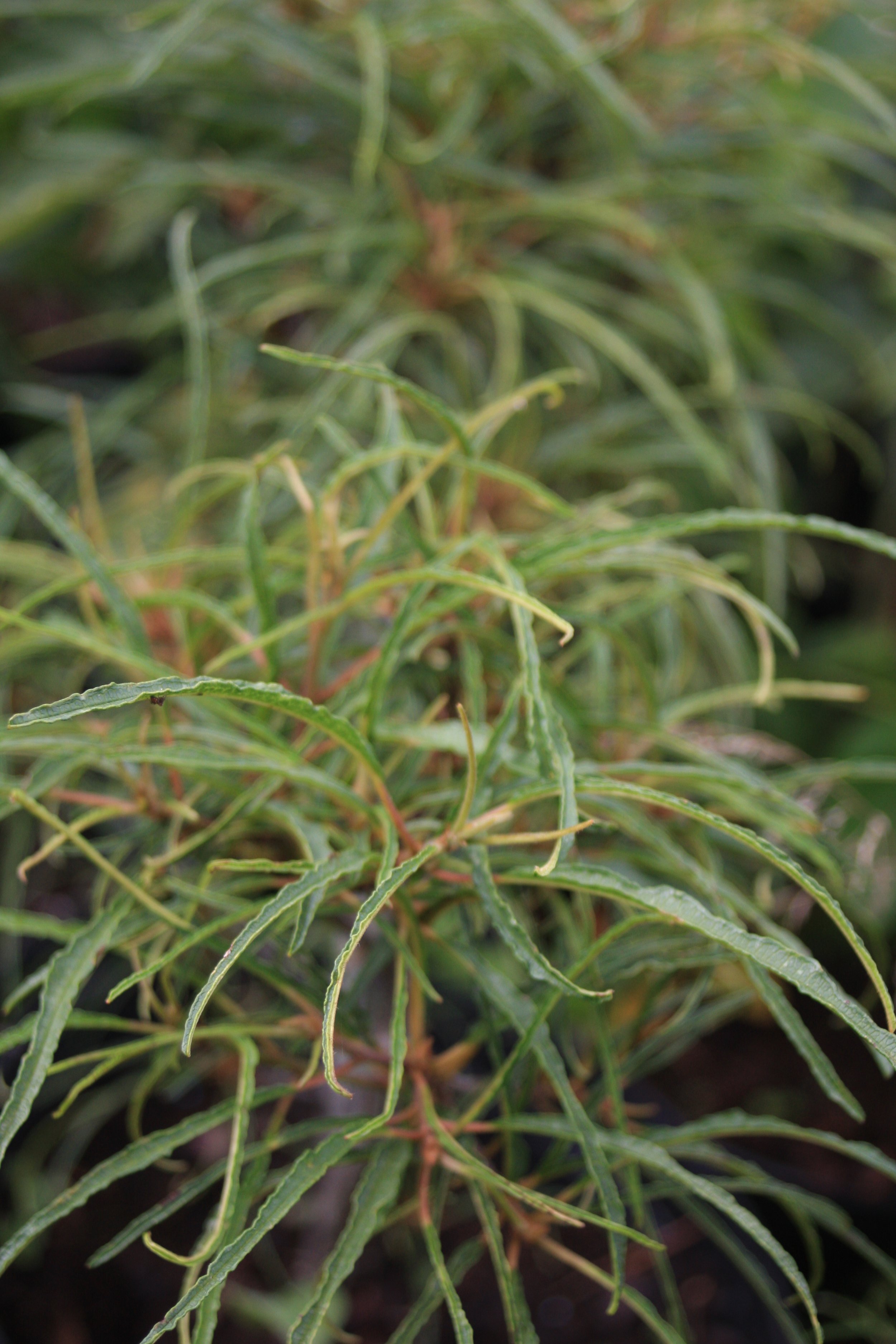 Rhamnus frang. Asplenifolia fe-1.JPG