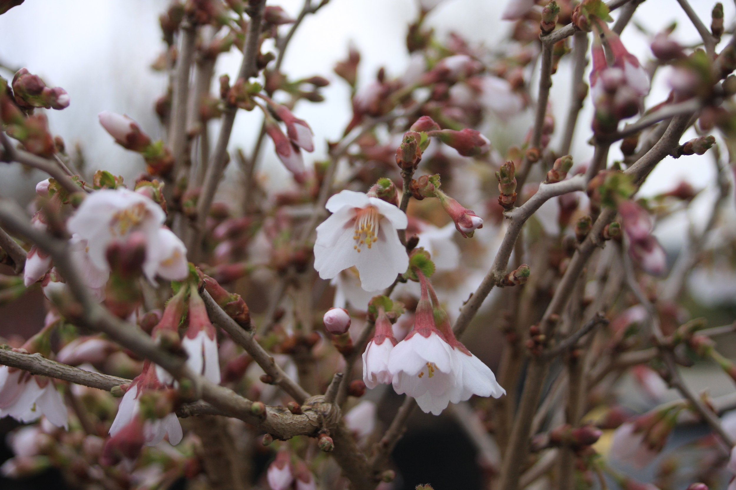 Prunus inc. Kojo-No-Mai fl-1.JPG