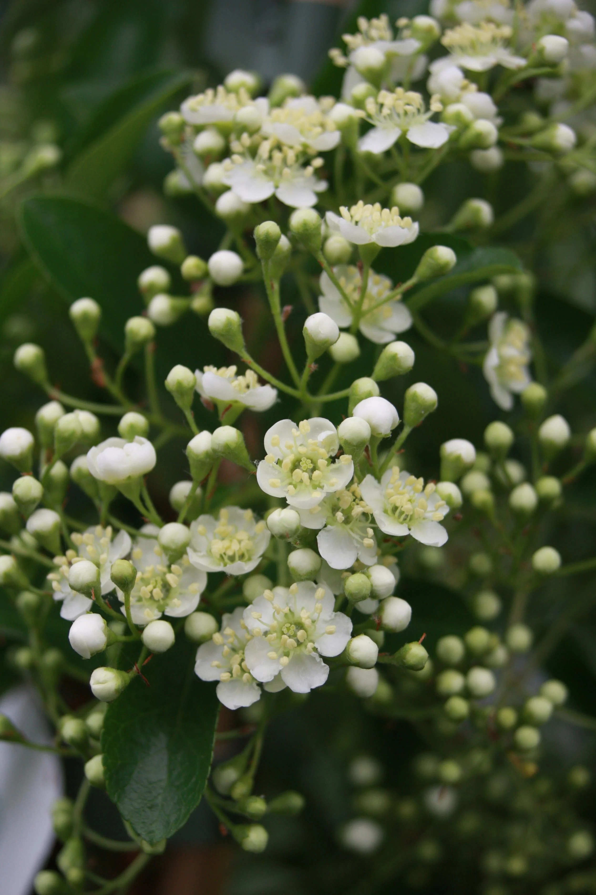 Pyracantha Soleil d'Or fl-1.JPG