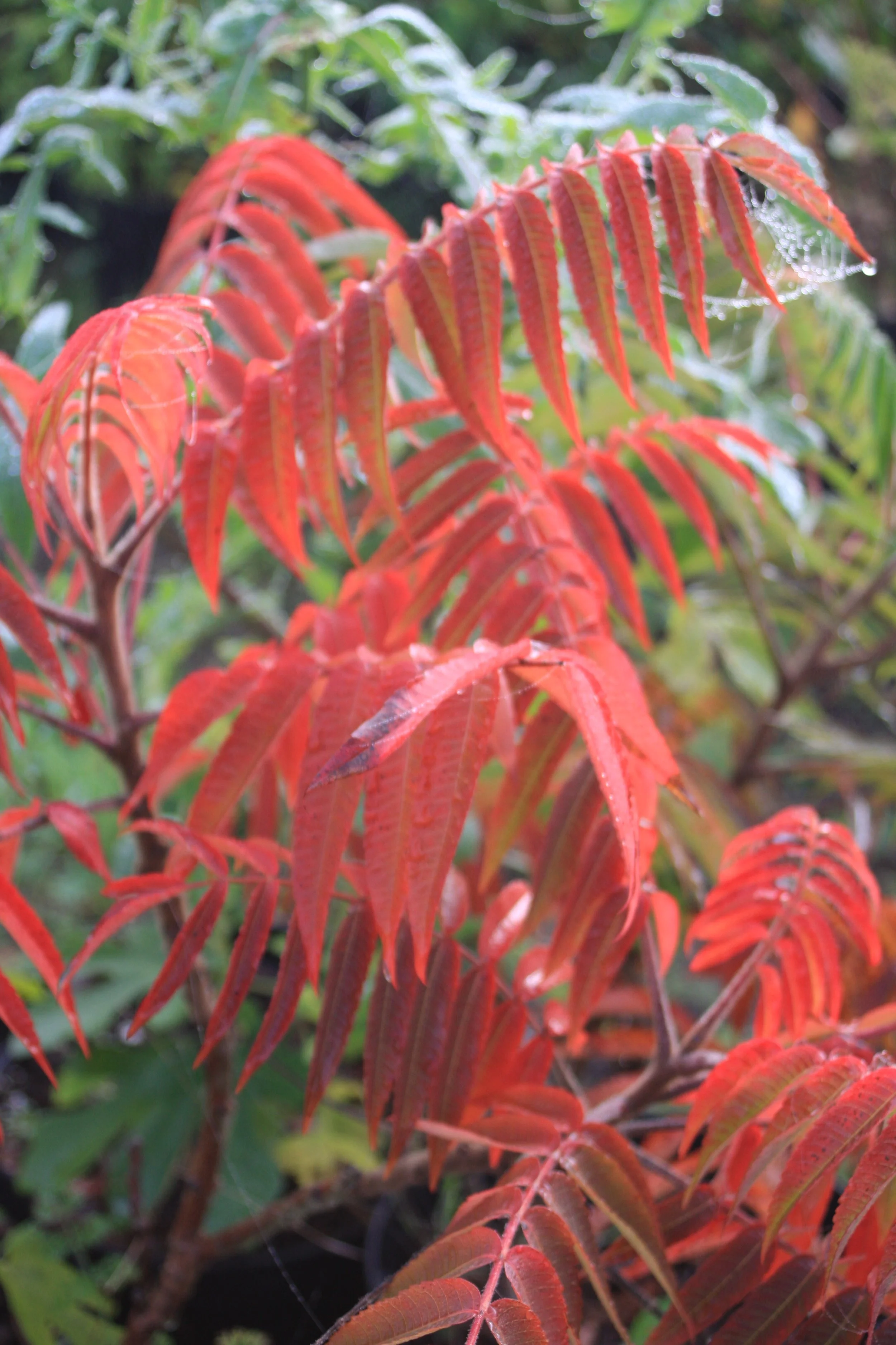Rhus typhina fe-2 (automne).JPG