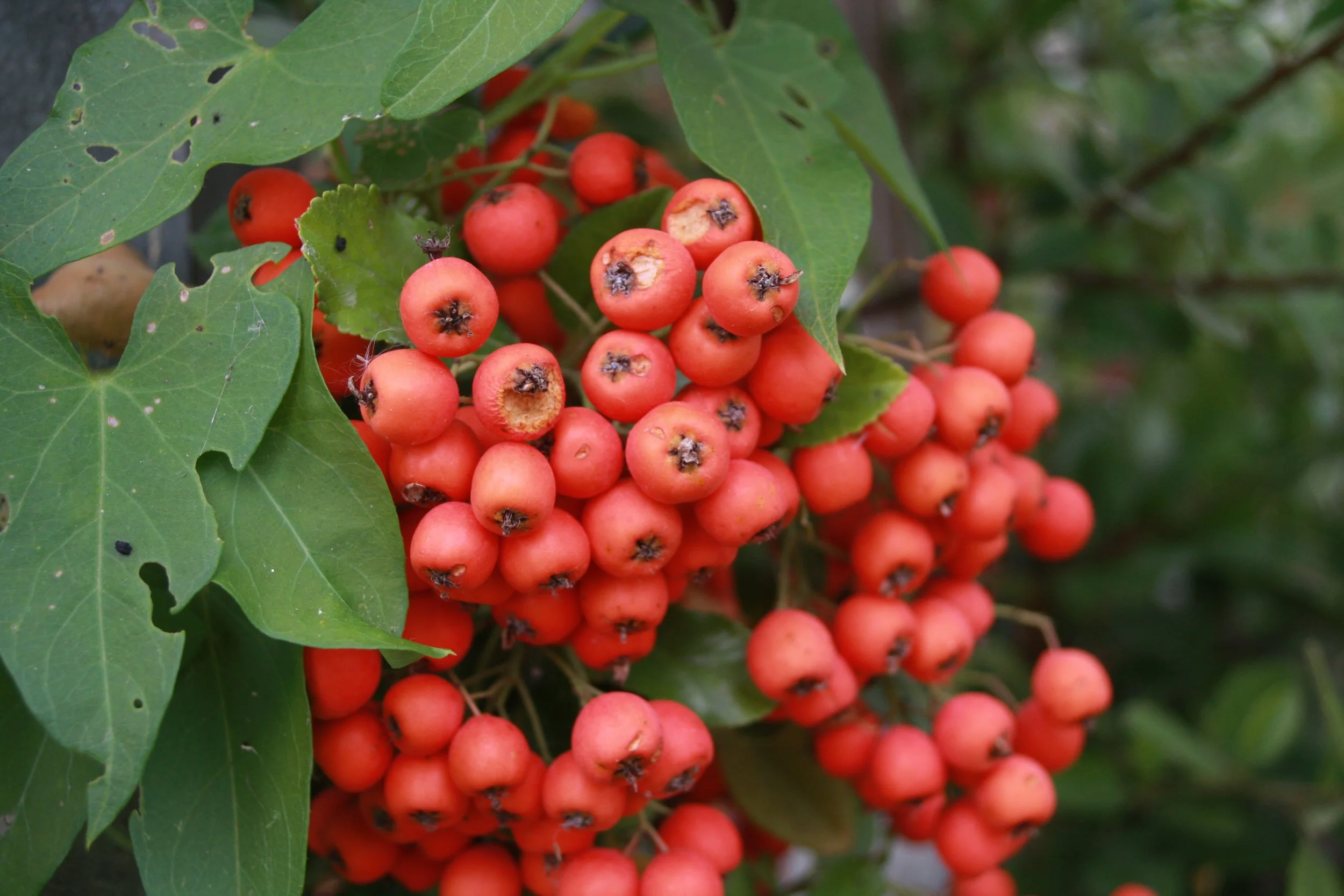Pyracantha cocc. Red Column fr-1.JPG